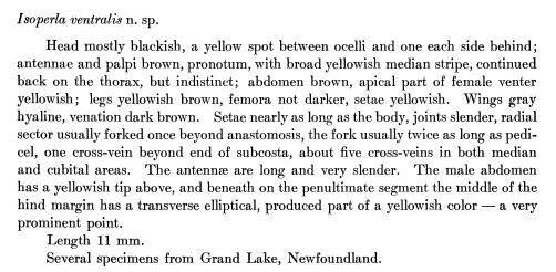 Isoperla transmarina (Newman, 1838): Original description from Banks 1908 Psyche: 66. (previously Isoperla ventralis). (Otu).