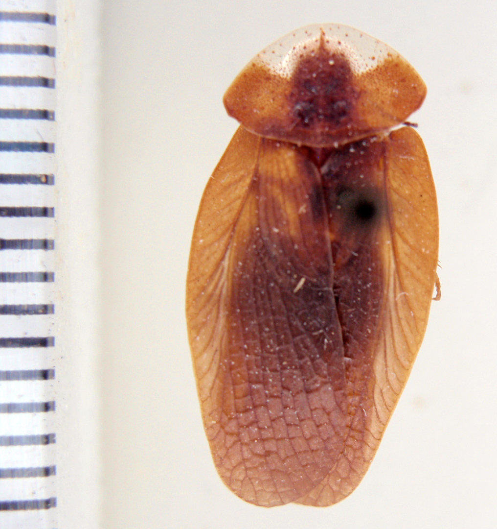 Phortioecoides guarani Rehn, 1937: Photo by Heidi Hopkins. dorsal habitus. (Otu).