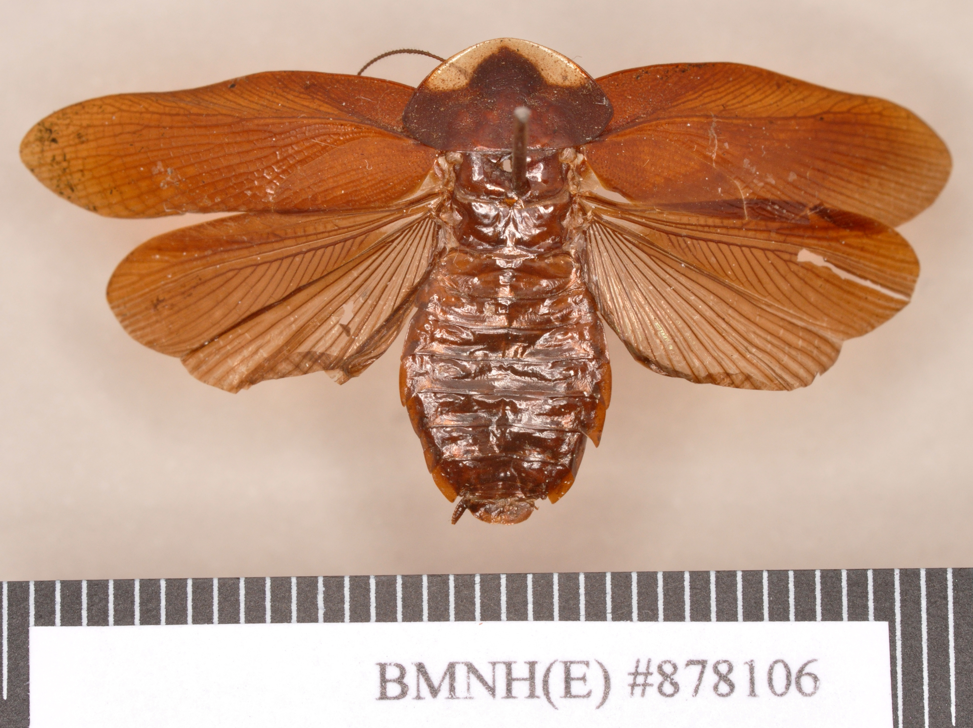 Zetobora monastica Saussure, 1862: Lectotype, male, dorsal. BMNH(E)#878106. (Otu).