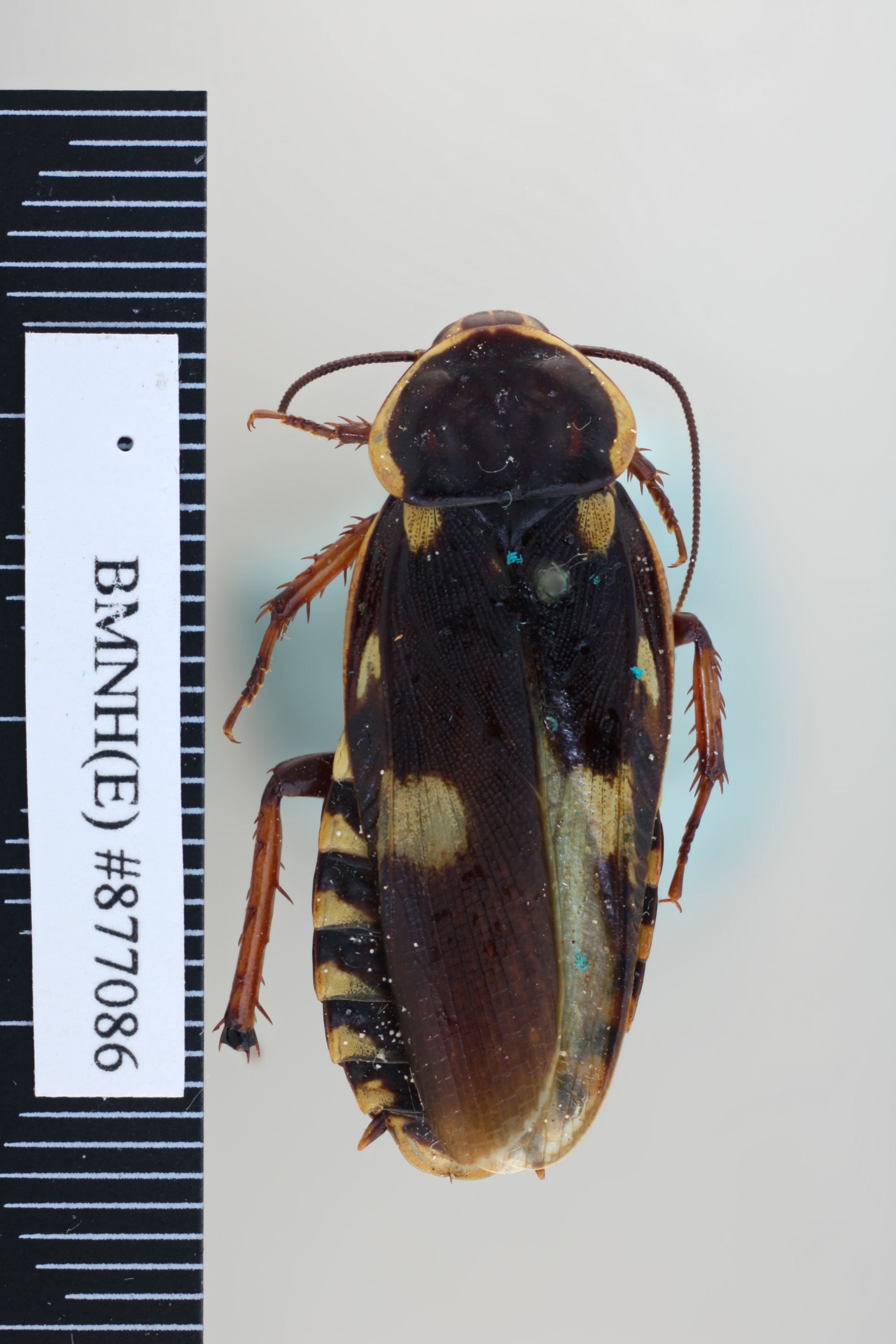 Paranauphoeta formosana Matsumura, 1913: Copyright NHM, London. Syntype female of Paranauphoeta shelfordi, dorsal view. (Otu).