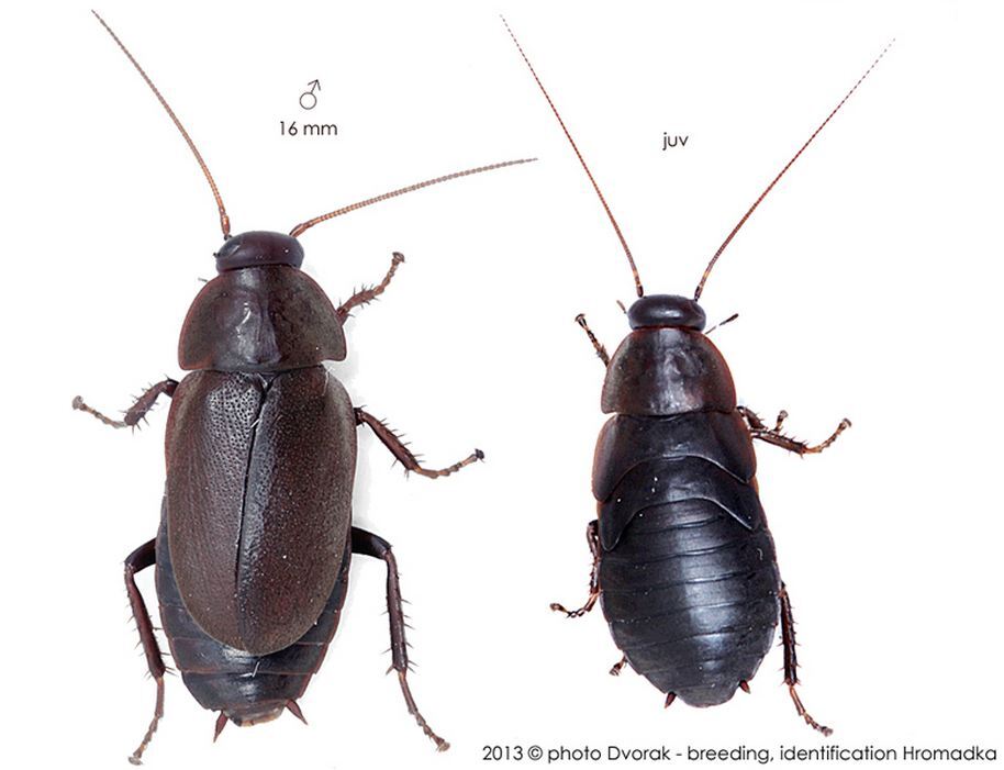 Diploptera punctata (Eschscholtz, 1822): Copyright Josef Dvorák. Diploptera punctata. (Otu).