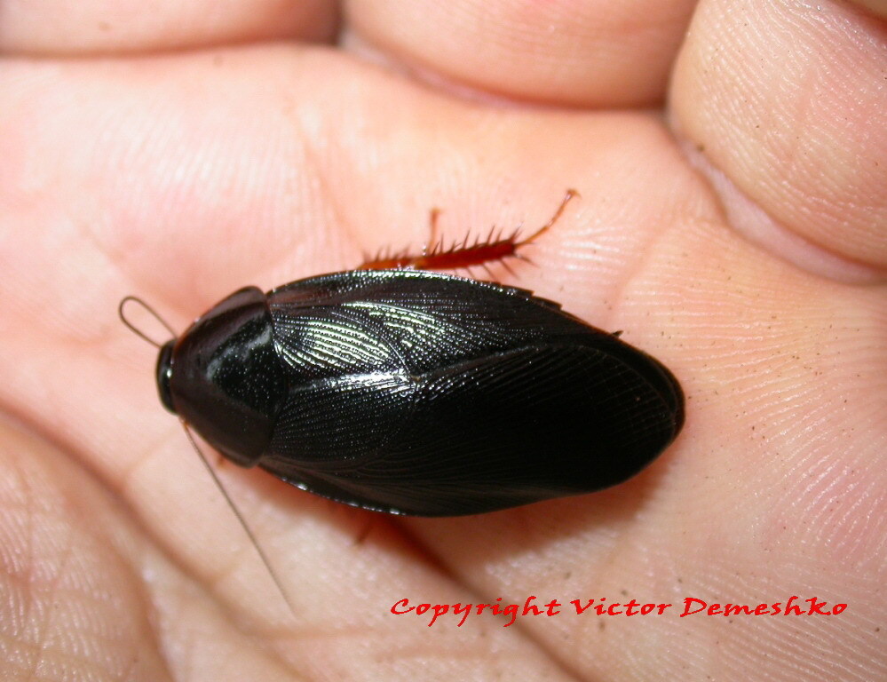 Pycnoscelus niger (Brunner von Wattenwyl, 1865): Copyright Victor Demeshko. Pycnoscelus nigra adult female. Captive reared. (Otu).
