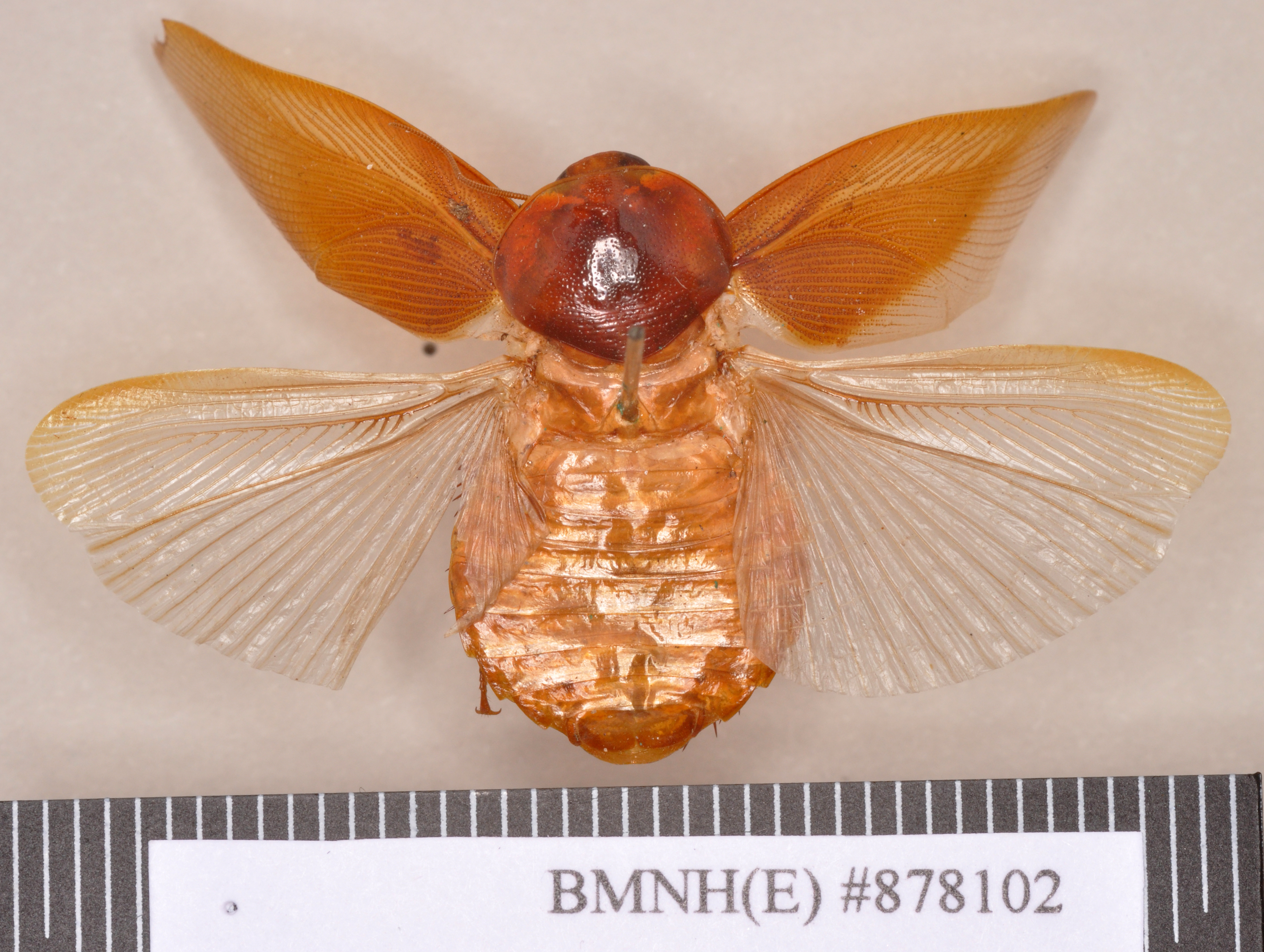 CollectionObject 1552988; 864c78c3-d0d3-4fea-b1d7-90b924fad95a: Lectotype, female, dorsal. BMNH(E)#878102. (CollectionObject).