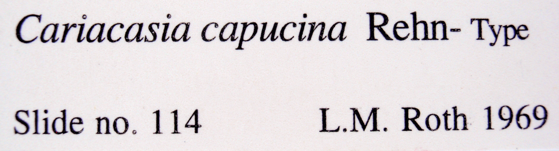 Cariacasia capucina Rehn, 1928: Image taken by Heidi Hopkins. (Otu).