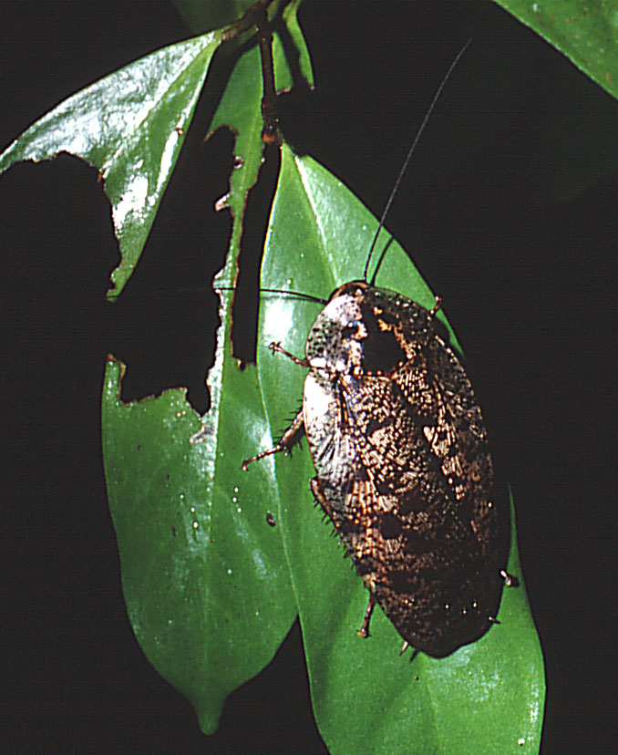 Morphna maculata (Brunner von Wattenwyl, 1865): Copyright Phil Bragg. Morphna maculata adult. Singapore. (Otu).