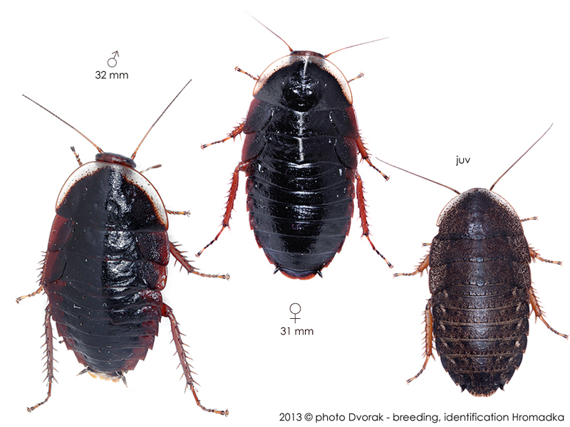 Opisthoplatia orientalis (Burmeister, 1838): Copyright Josef Dvorák. Opisthoplatia orientalis. (Otu).