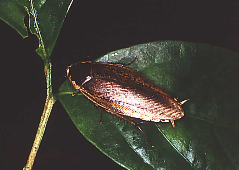 Rhabdoblatta circumdata (Hanitsch, 1915): Copyright Phil Bragg. Rhabdoblatta circumdata adult. Sarawak, Malaysia. (Otu).
