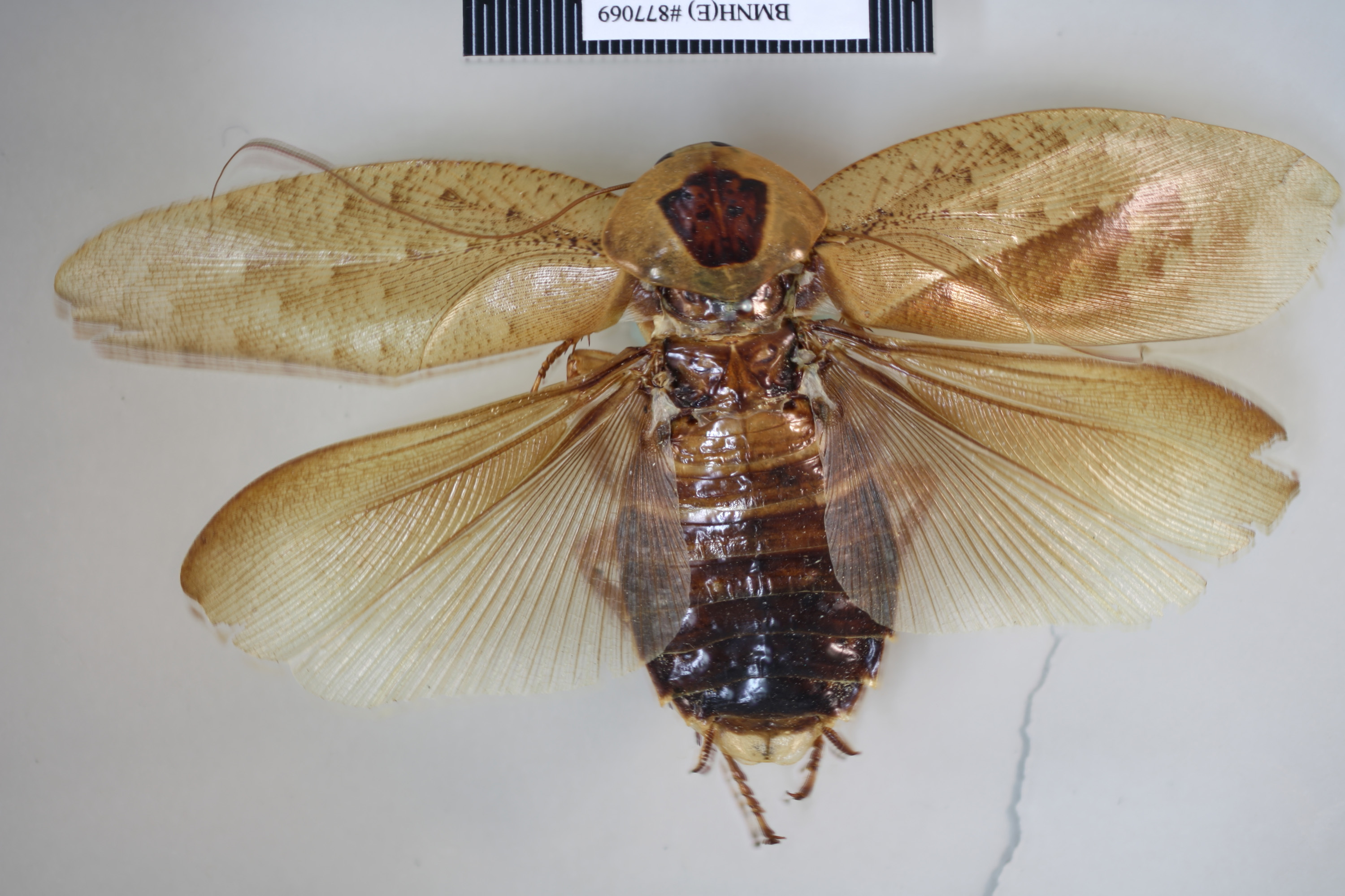 CollectionObject 1552796; NHMUK(SF IMPORT DUPLICATE) BMNH(E) 877069, c7f5de83-cf96-47c8-a6ae-ffa99637fdbf: Copyright NHM, London. Holotype female, dorsal view. (CollectionObject).