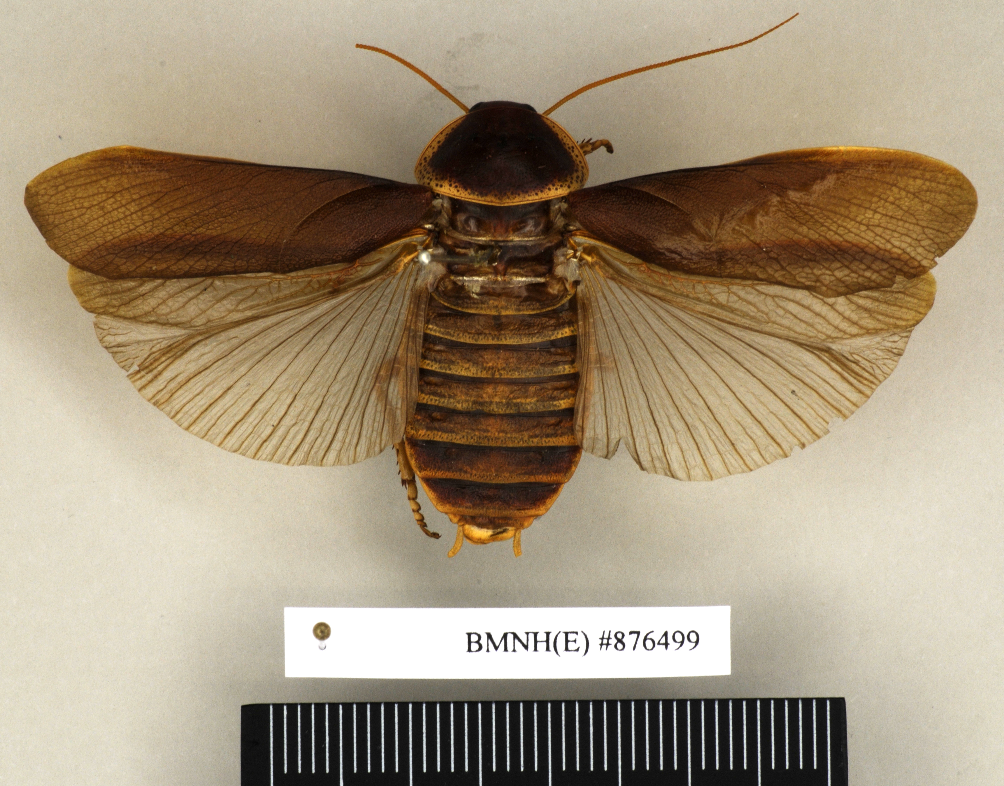 Aptera fusca (Thunberg, 1784): Copyright Natural History Museum, London. Non-type (adult male) in BM(NH). Dorsal view. (Otu).