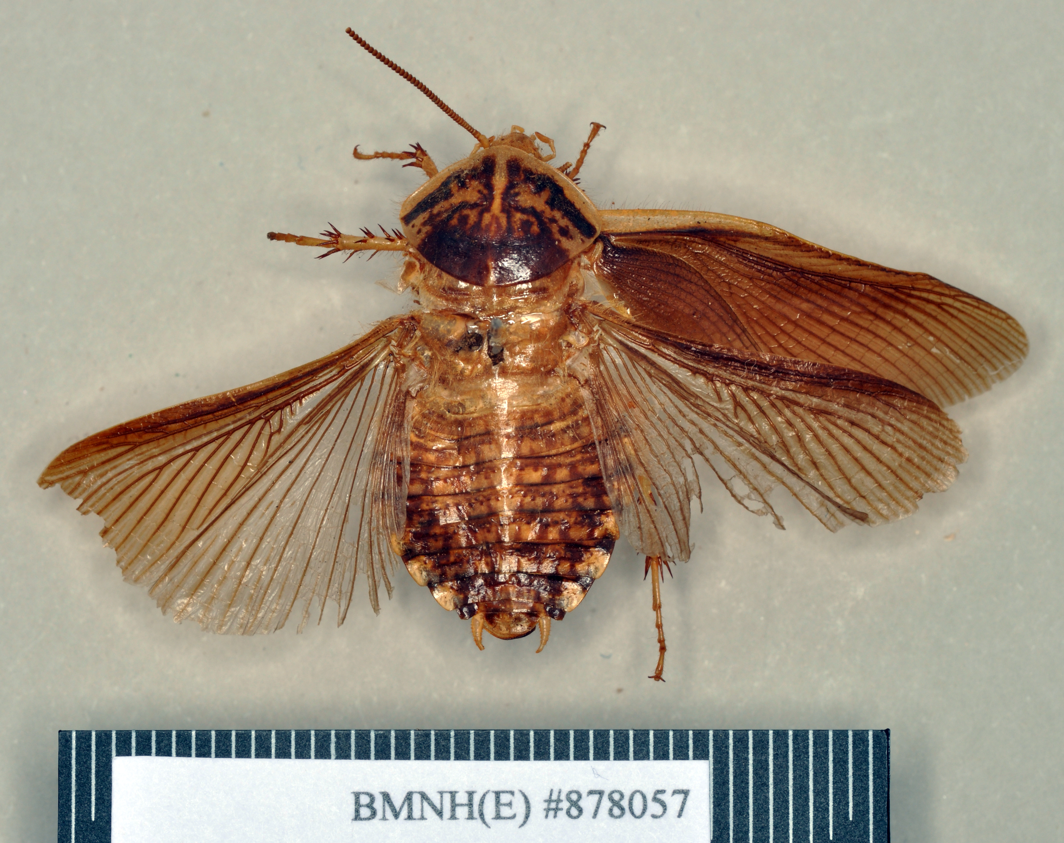 Blepharodera ciliata Burmeister, 1838: Holotype, male, dorsal. BMNH(E)#878057. (Otu).