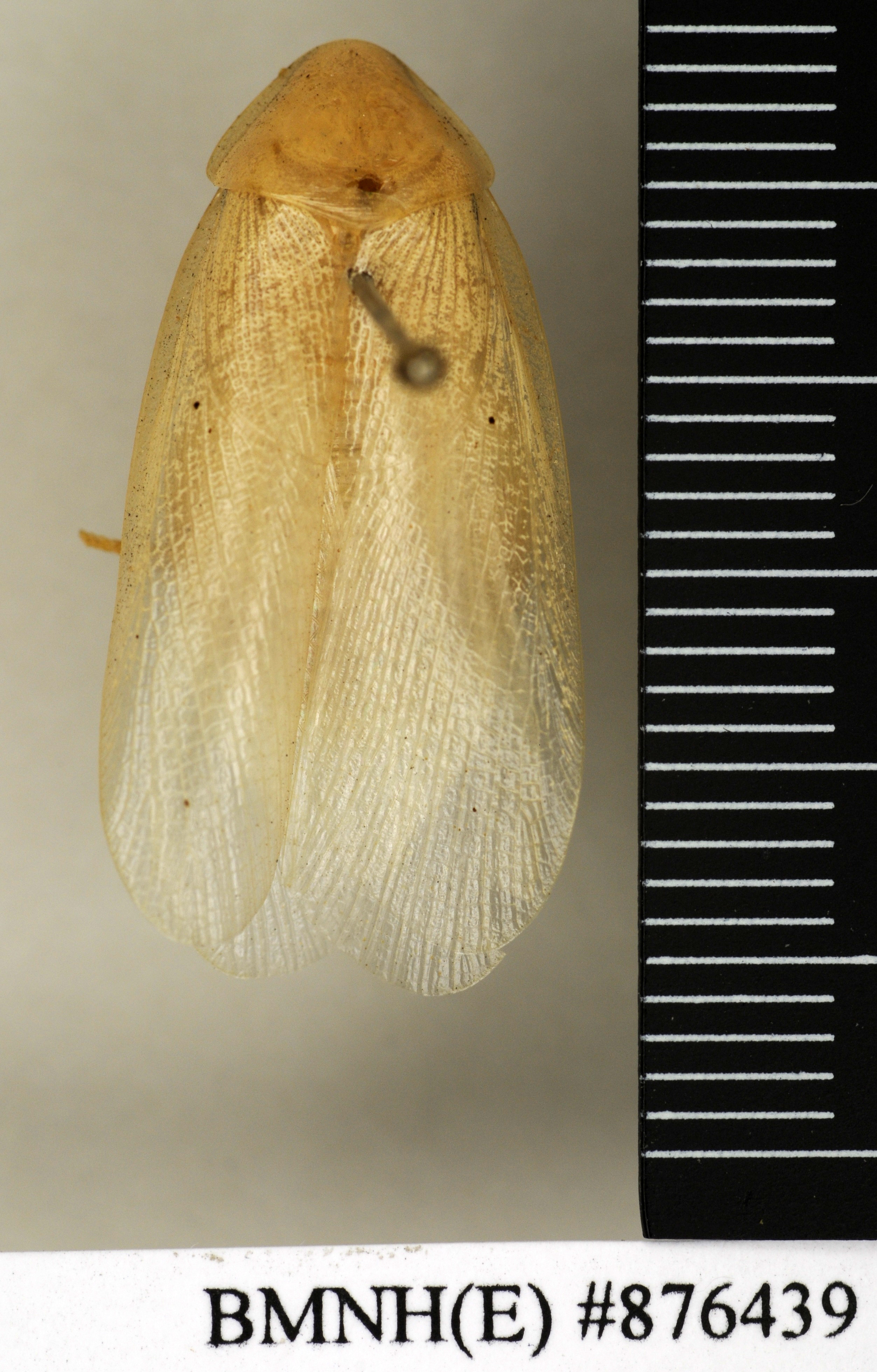 CollectionObject 1572968; c7a9e3a1-9144-4447-b85c-c4a45a068210: Copyright Natural History Museum, London. Non-type (adult female) in BM(NH). Dorsal view. (CollectionObject).