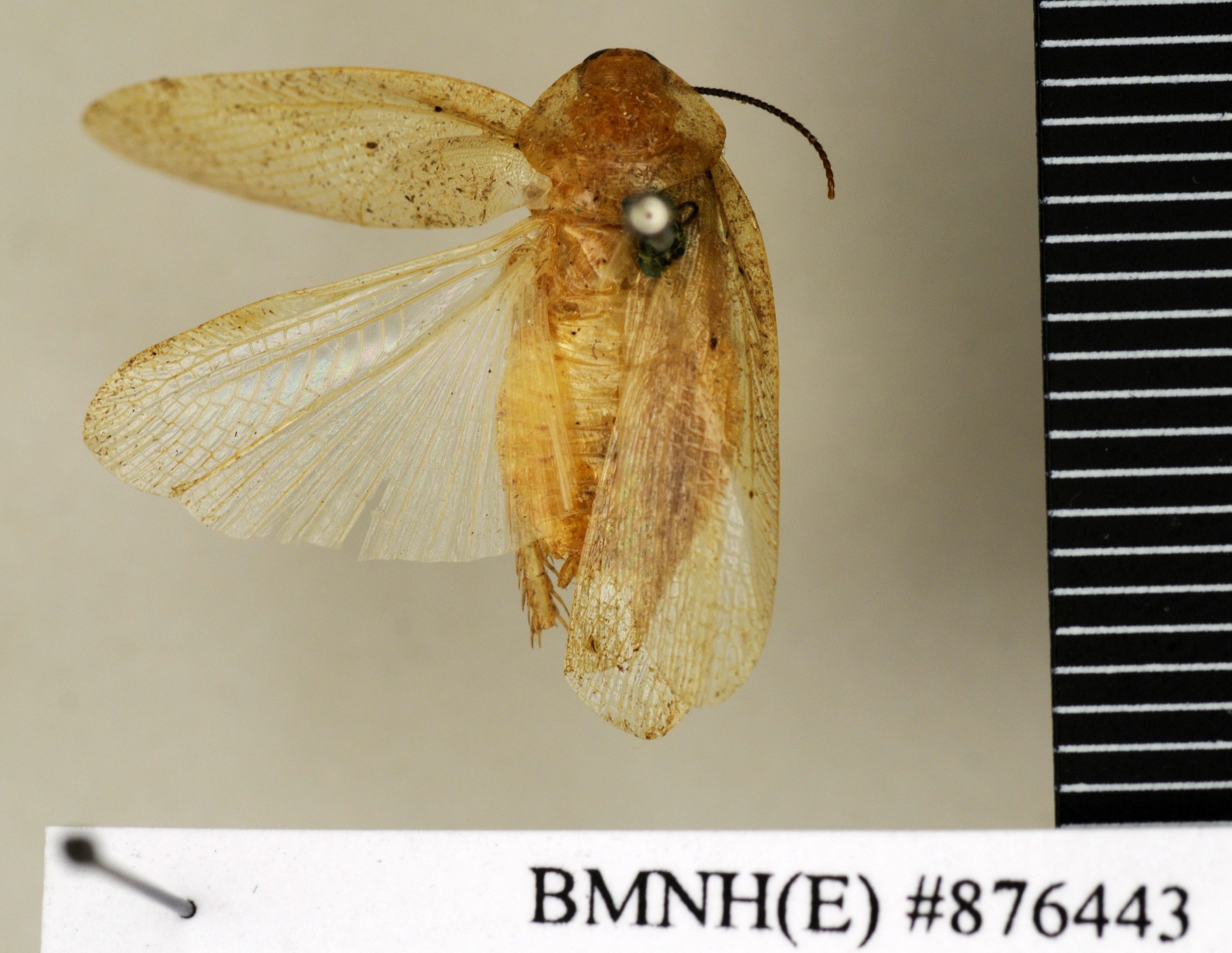 CollectionObject 1572971; a13a3e15-080d-4927-9d04-840fa60b4858: Copyright Natural History Museum, London. Non-type (adult male) in BM(NH). Dorsal view. (CollectionObject).