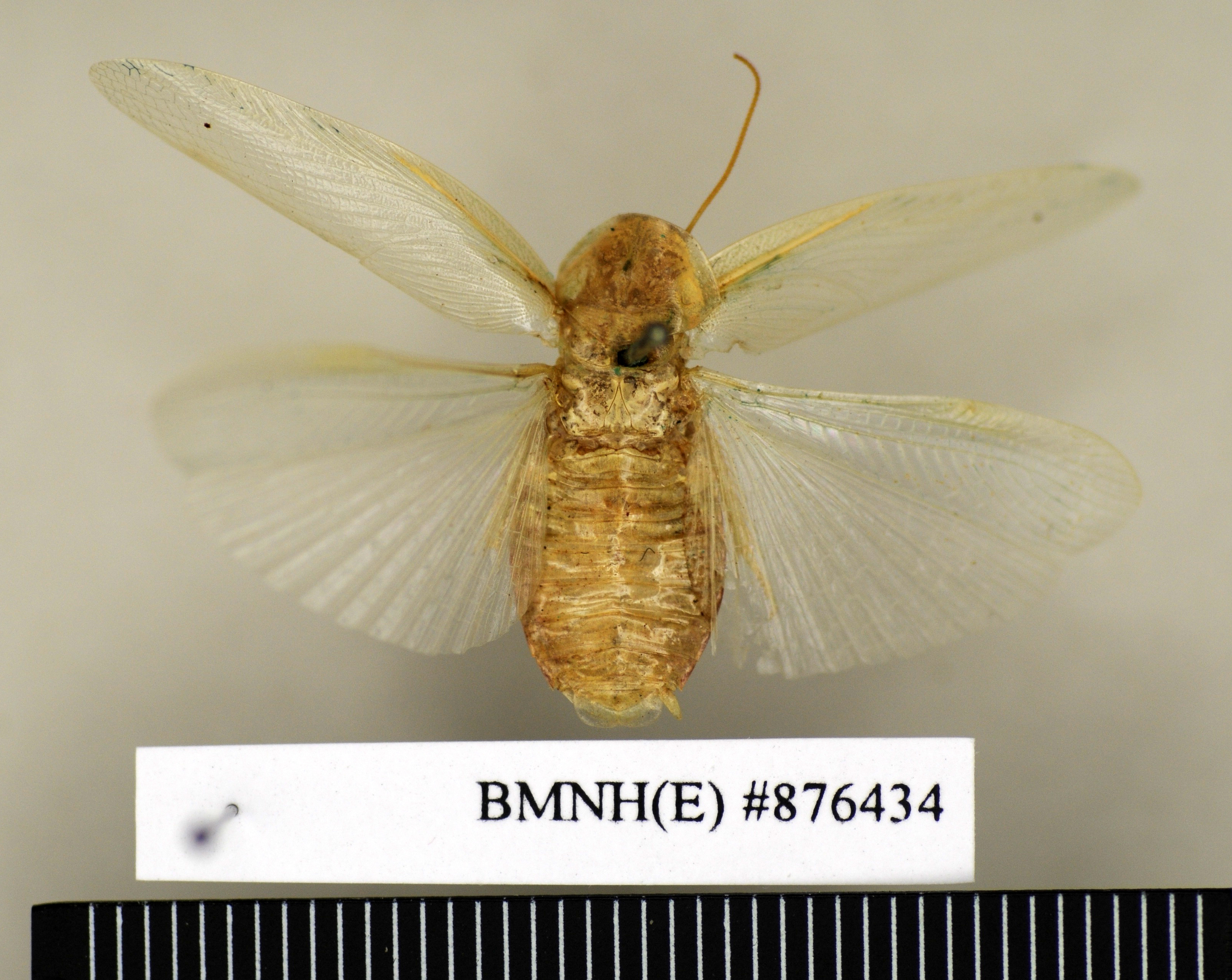 CollectionObject 1572975; eb5ca3e9-ad91-4108-a0a6-133c5922d4b8: Copyright Natural History Museum, London. Non-type (adult female) in BM(NH). Dorsal view. (CollectionObject).