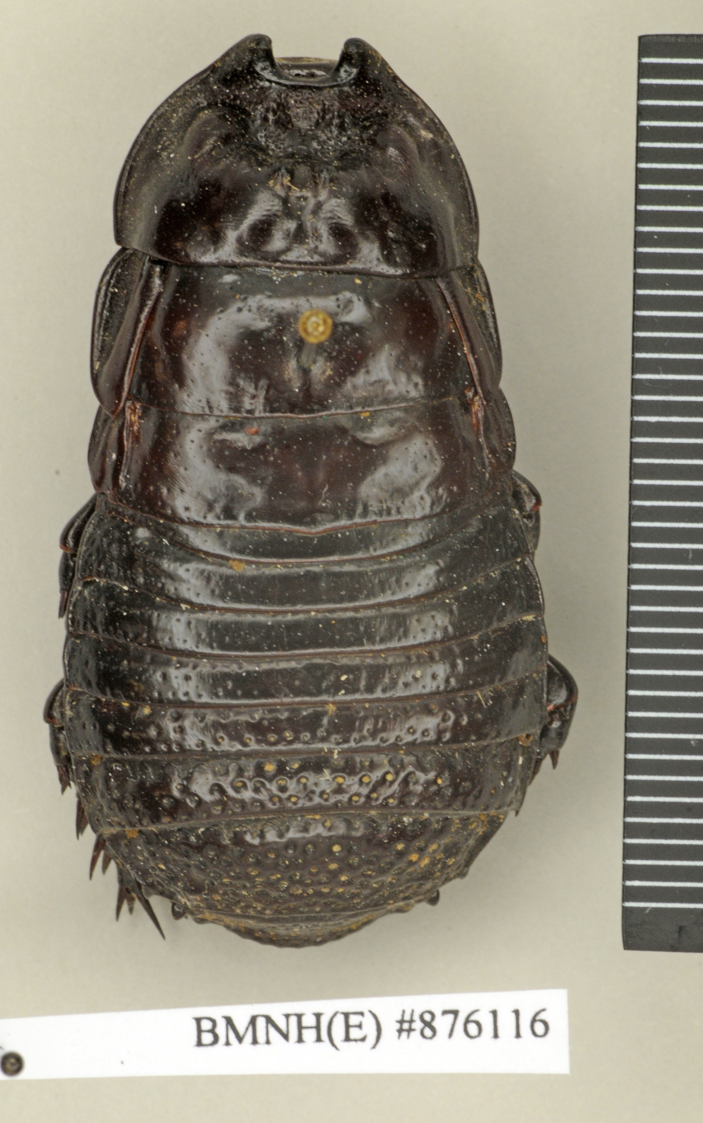 Ancaudellia insularis (Kirby, 1903): Copyright Natural History Museum, London. Lectotype (adult male) in BM(NH). Dorsal view. (Otu).