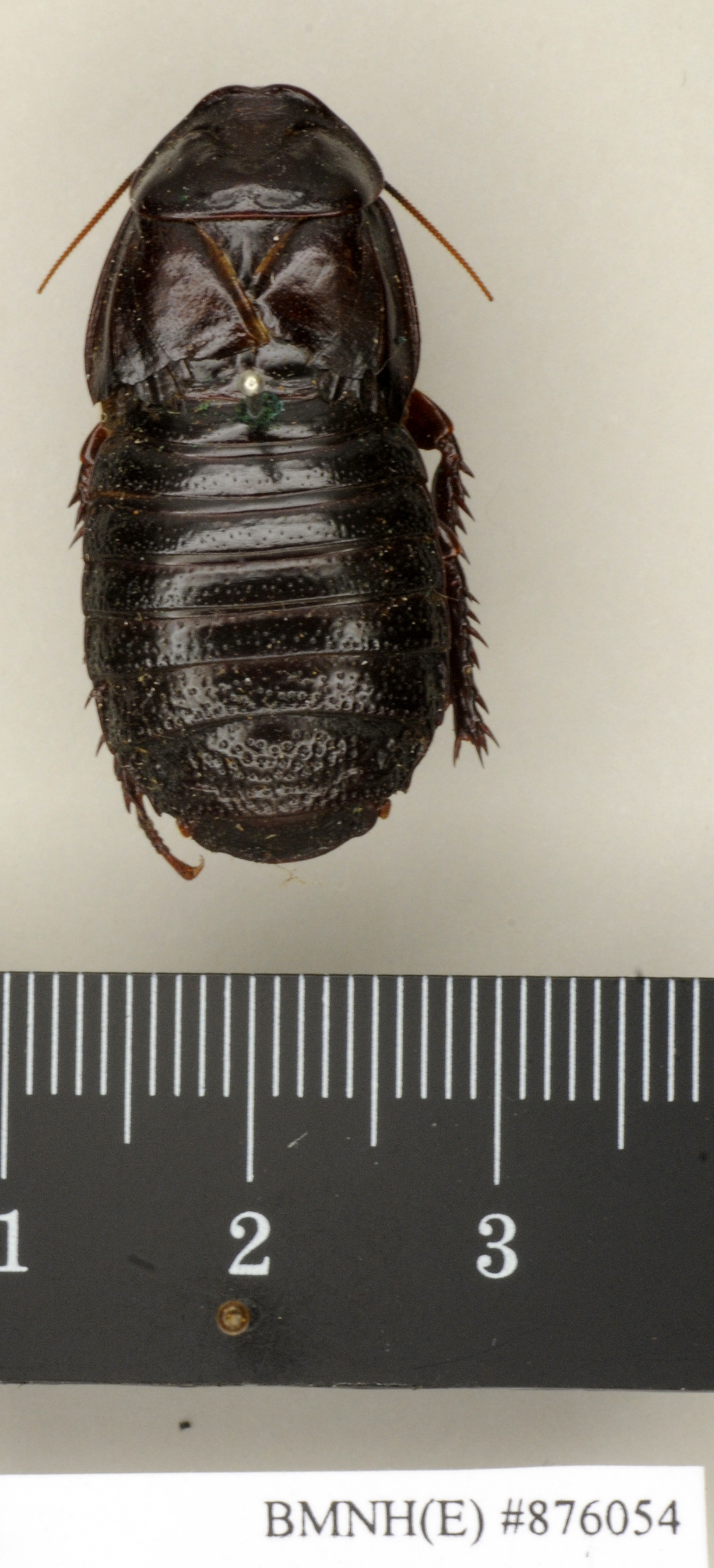 CollectionObject 1572995; 329d0404-767f-4c8d-be4d-19059280a185: Copyright Natural History Museum, London. Non-type (adult female) in BM(NH). Dorsal view. (CollectionObject).