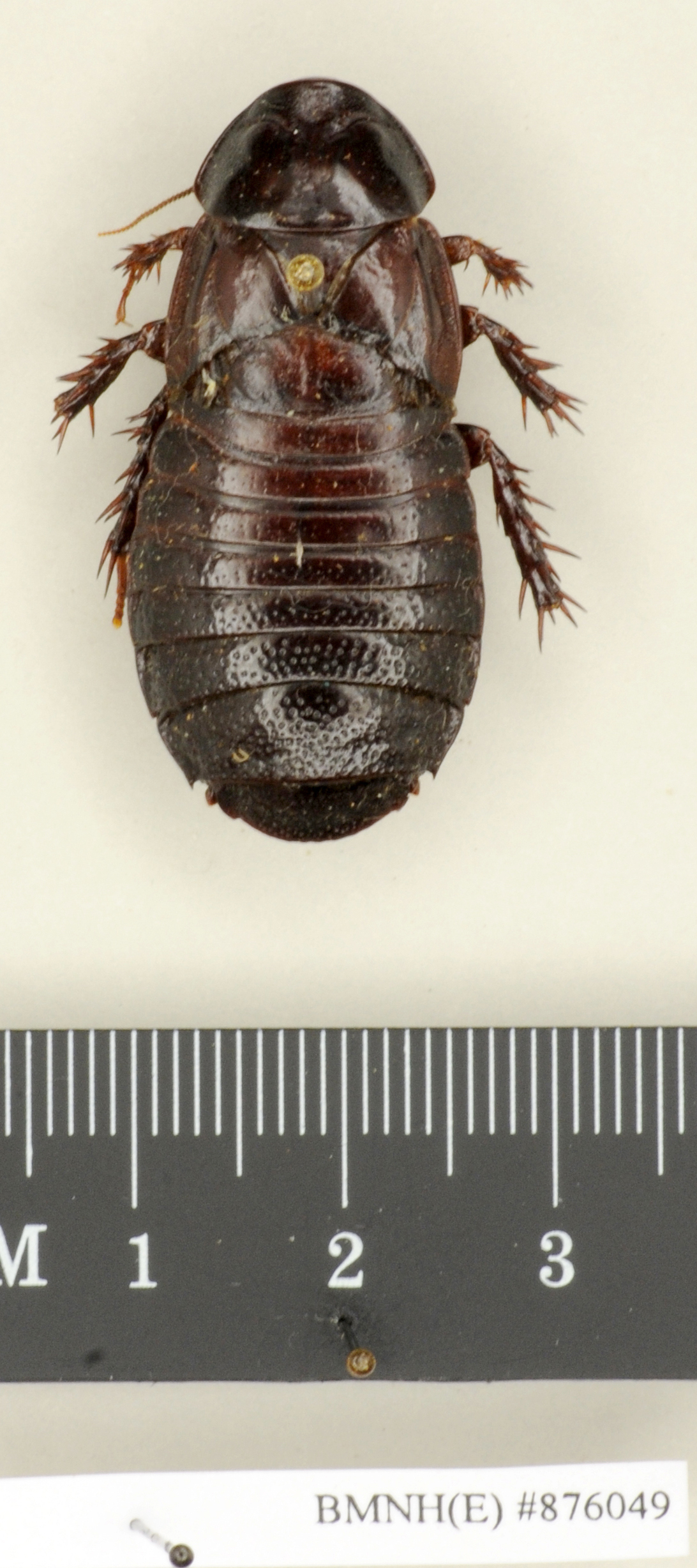 CollectionObject 1572998; bff4a4d6-920b-49da-a0a9-dd2dc8df94de: Copyright Natural History Museum, London. Non-type (adult female) in BM(NH). Dorsal view. (CollectionObject).