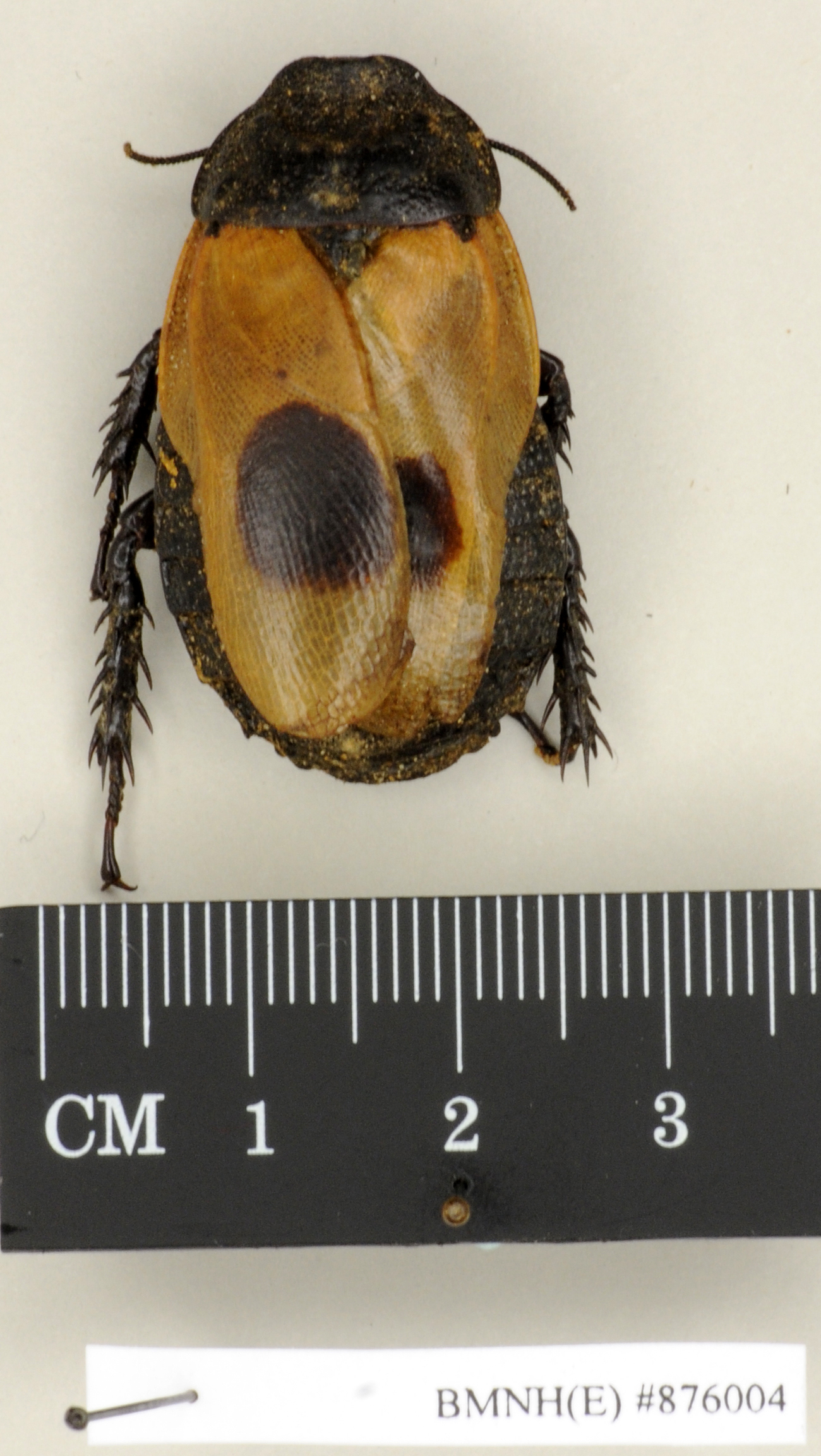 CollectionObject 1573000; e6a5ca9e-6347-4f8b-90a3-05dcd31ad867: Copyright Natural History Museum, London. Non-type (adult female) in BM(NH). Dorsal view. (CollectionObject).