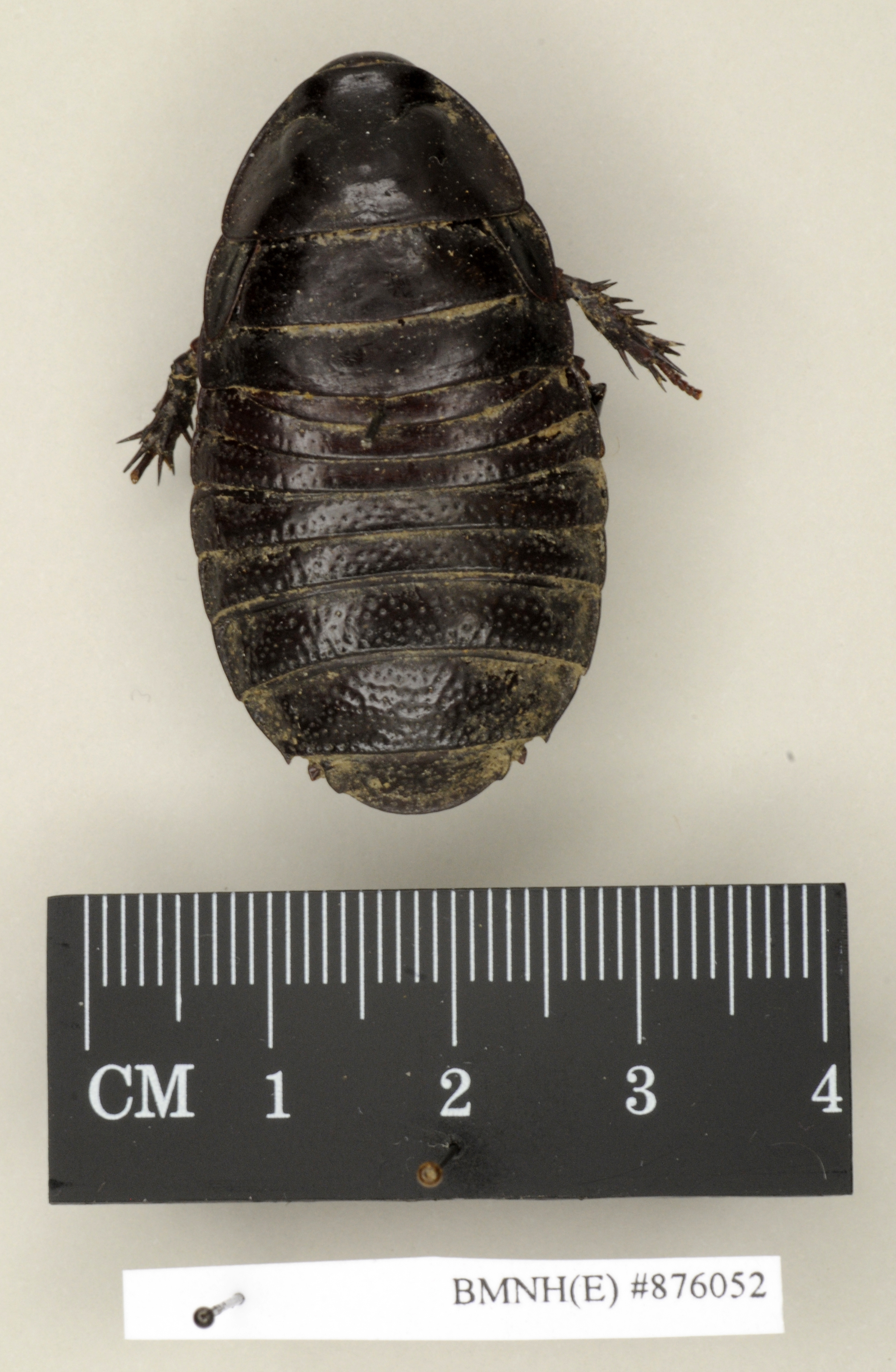 Panesthia lata Walker, 1868: Copyright Natural History Museum, London. Holotype (adult female) in BM(NH). Dorsal view. (Otu).