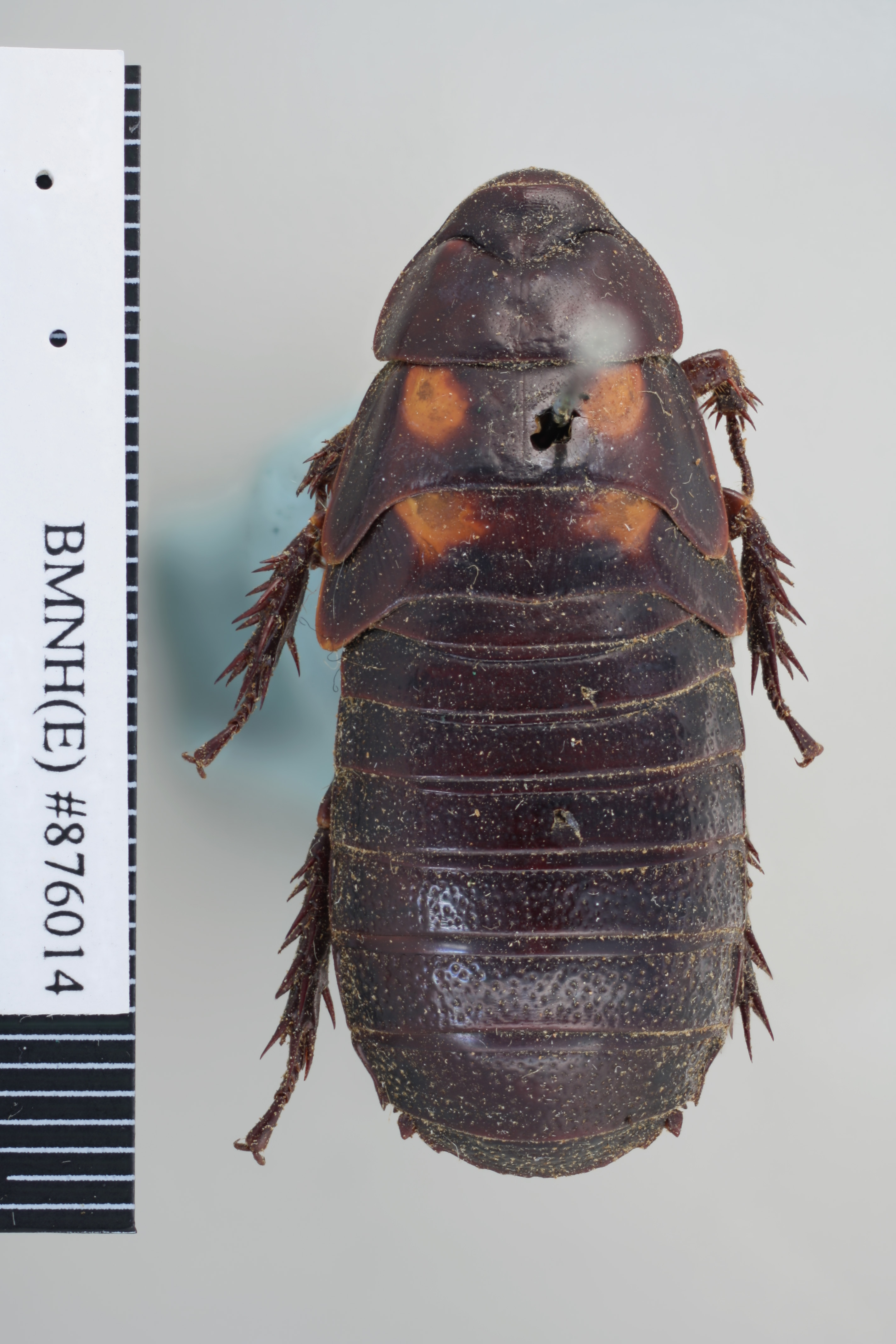 Panesthia angustipennis angustipennis (Illiger, 1801): Copyright NHM, London. Lectotype female nymph of synonym Panesthia quadrimaculata, dorsal view. (Otu).