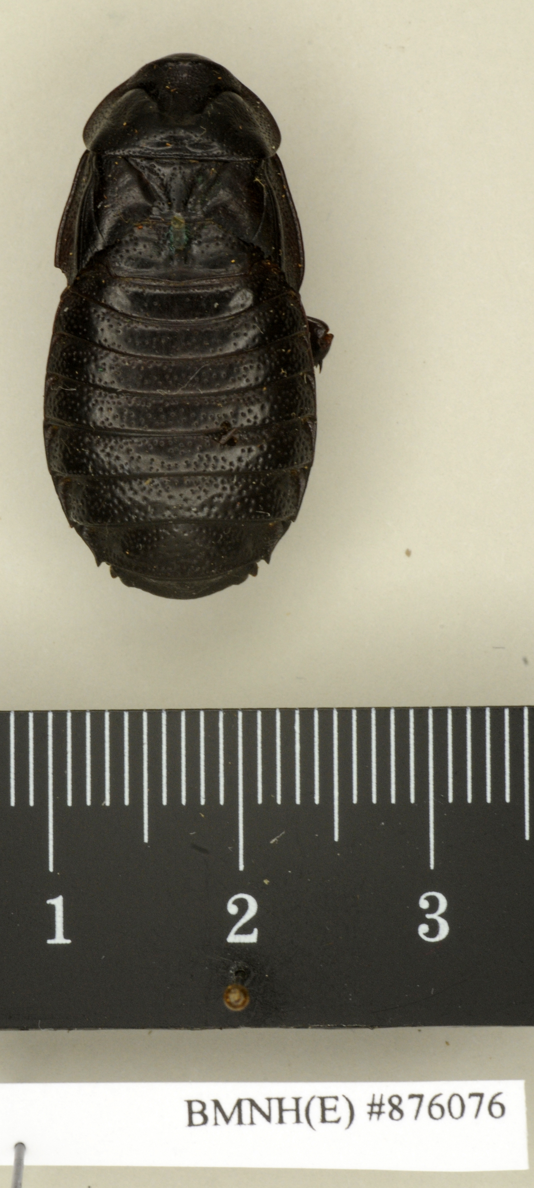 Salganea taiwanensis taiwanensis Roth, 1979: Copyright Natural History Museum, London. Paratype (adult female) in BM(NH). Dorsal view. (Otu).