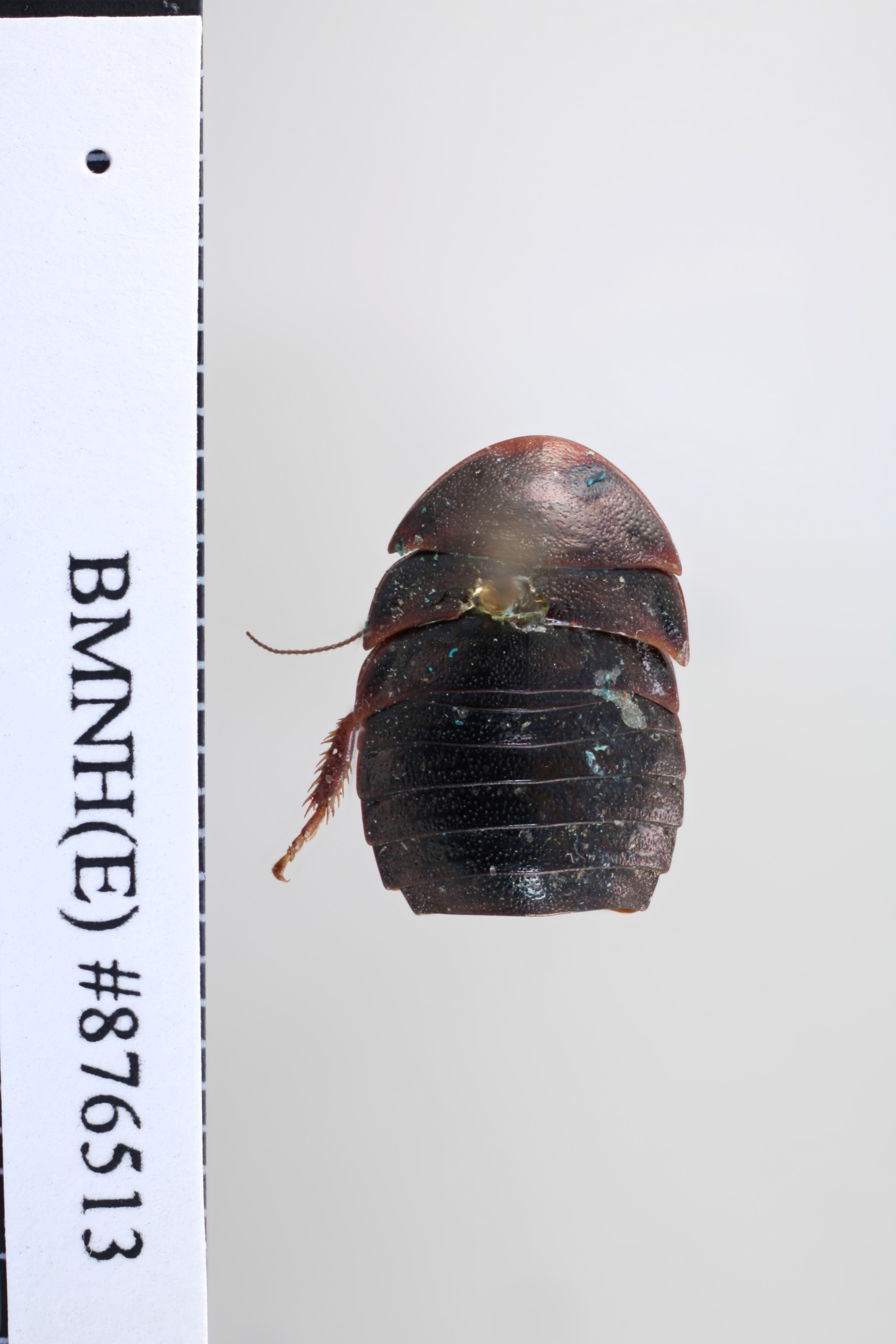CollectionObject 1552823; NHMUK(SF IMPORT DUPLICATE) BMNH(E) 876513, 78e989ad-1fee-4b1a-860f-dc173e5b5d5d: Copyright NHM, London. Holotype female of synonym Pseudoglomeris dubia, dorsal view. (CollectionObject).