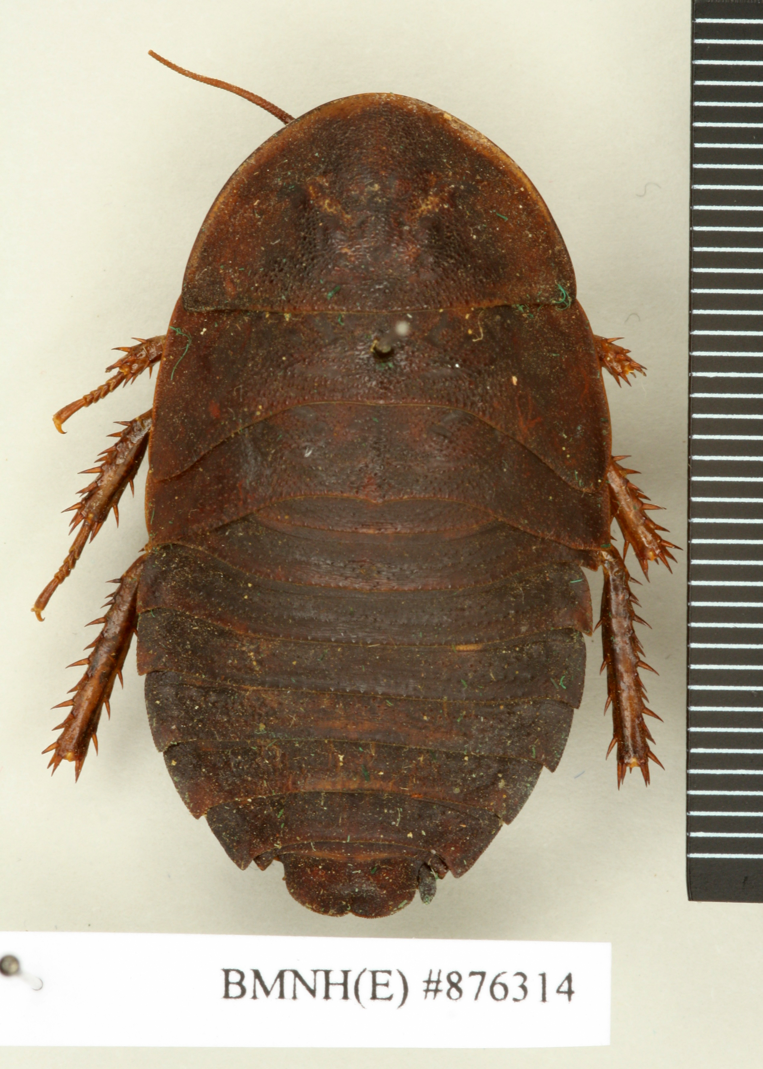 Blaberus craniifer Burmeister, 1838: Copyright Natural History Museum, London. Holotype (unsexed nymph) in BM(NH). Dorsal view. (Otu).
