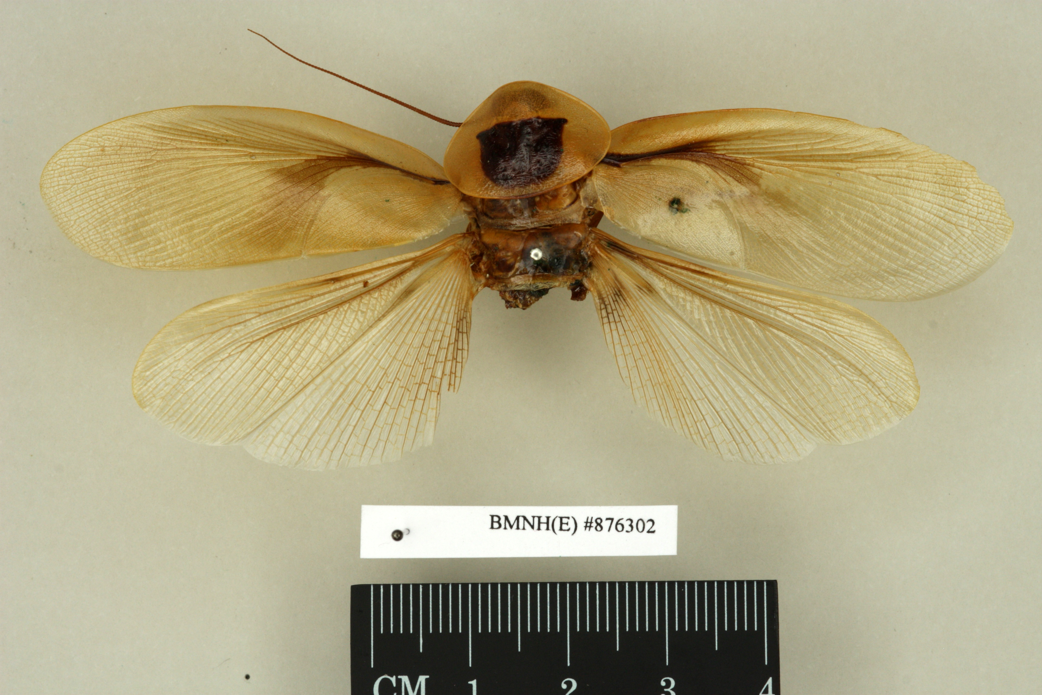 Blaberus discoidalis Serville, 1838: Copyright Natural History Museum, London. Lectotype (adult male) of Blabera subspurcata Walker, 1868 in BM(NH). Dorsal view. (Otu).