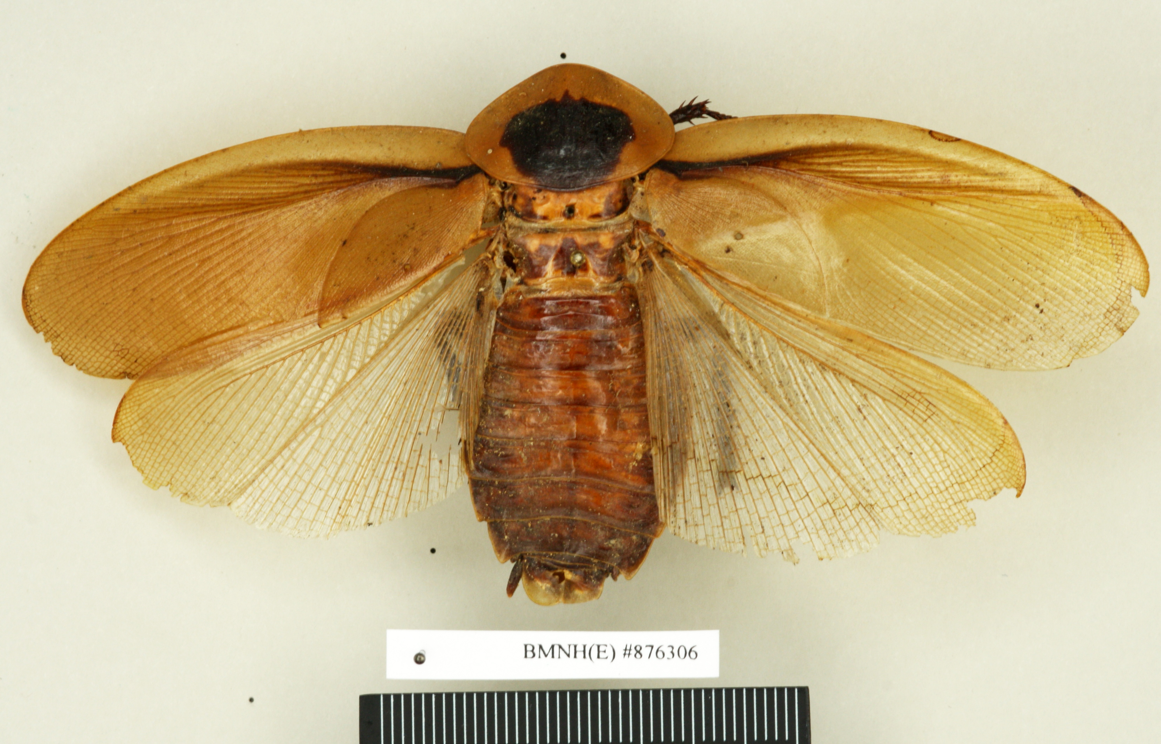 Blaberus atropos (Stoll, 1813): Copyright Natural History Museum, London. Holotype (adult male) of Blabera laticollis Walker, 1868 in BM(NH). Dorsal view. (Otu).