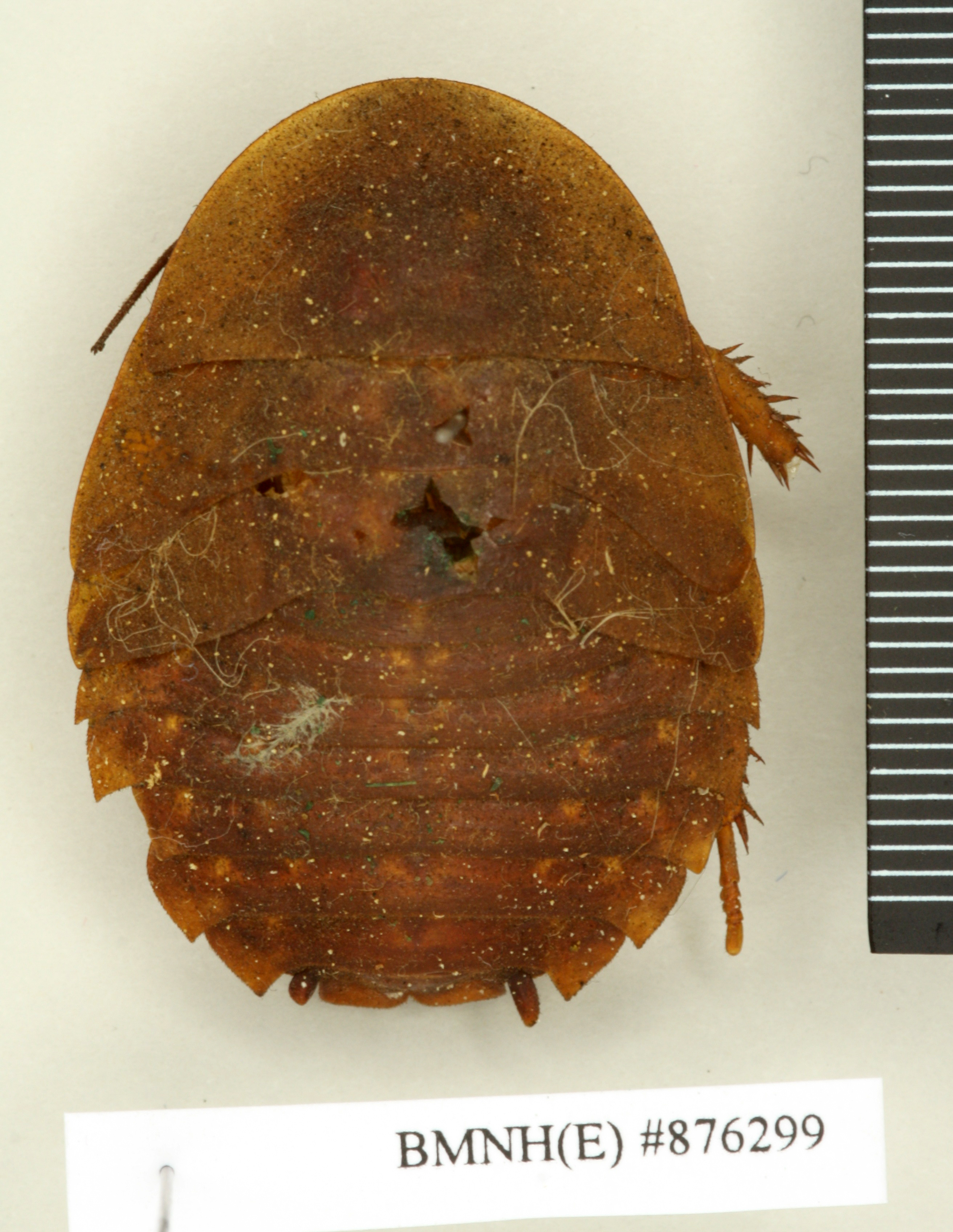 Blaberus giganteus (Linnaeus, 1758): Copyright Natural History Museum, London. Lectotype (female nymph) in BM(NH). Dorsal view. (Otu).