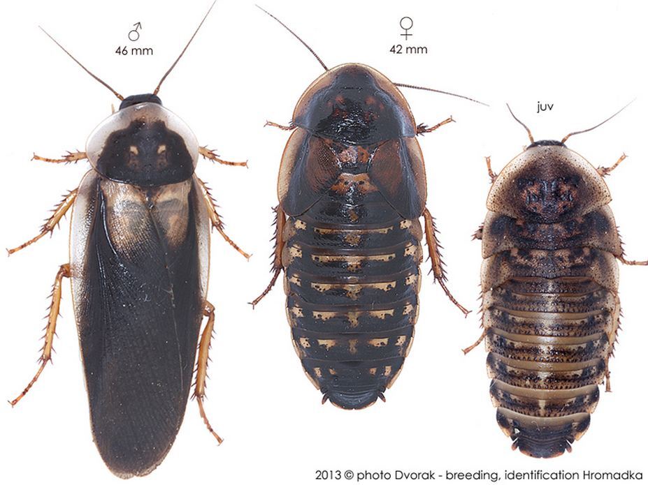 Blaptica dubia (Serville, 1838): Copyright Josef Dvorák. Blaptica dubia. (Otu).