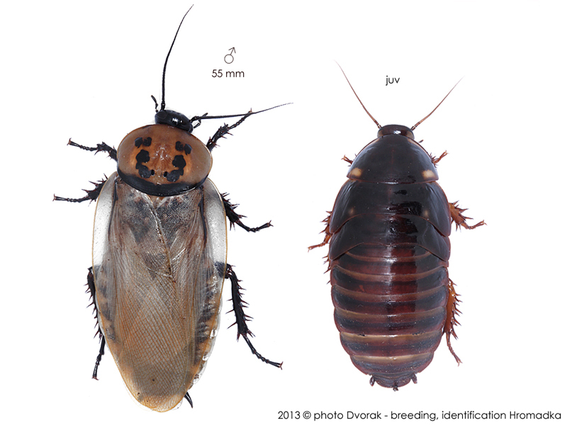 Eublaberus distanti (Kirby, 1903): Copyright Josef Dvorák. Eublaberus distanti. (Otu).