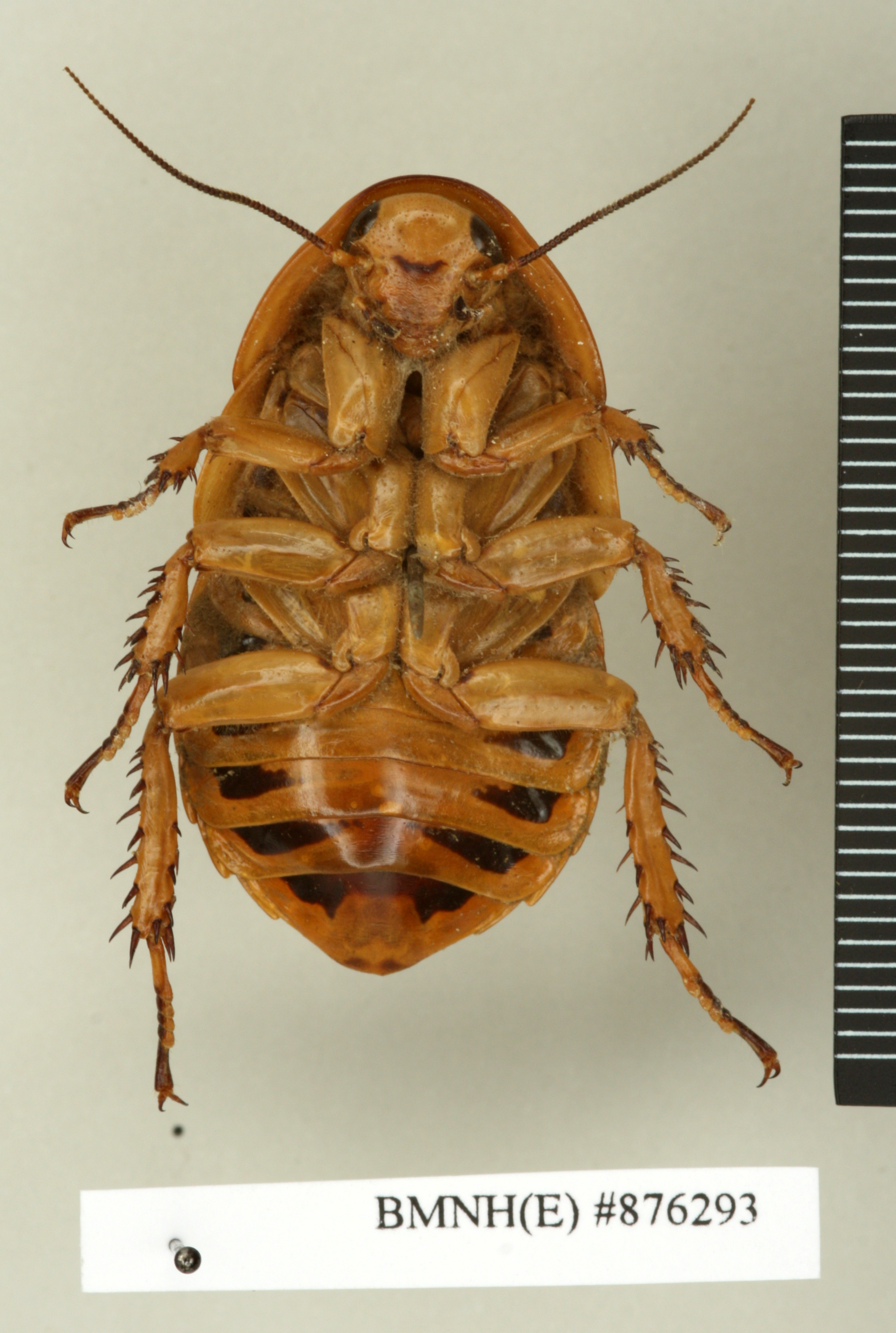 CollectionObject 1573028; e8a07bdf-9b99-471f-90da-62d8b79e2df5: Copyright Natural History Museum, London. Non-type (adult female) in BM(NH). Ventral view. (CollectionObject).