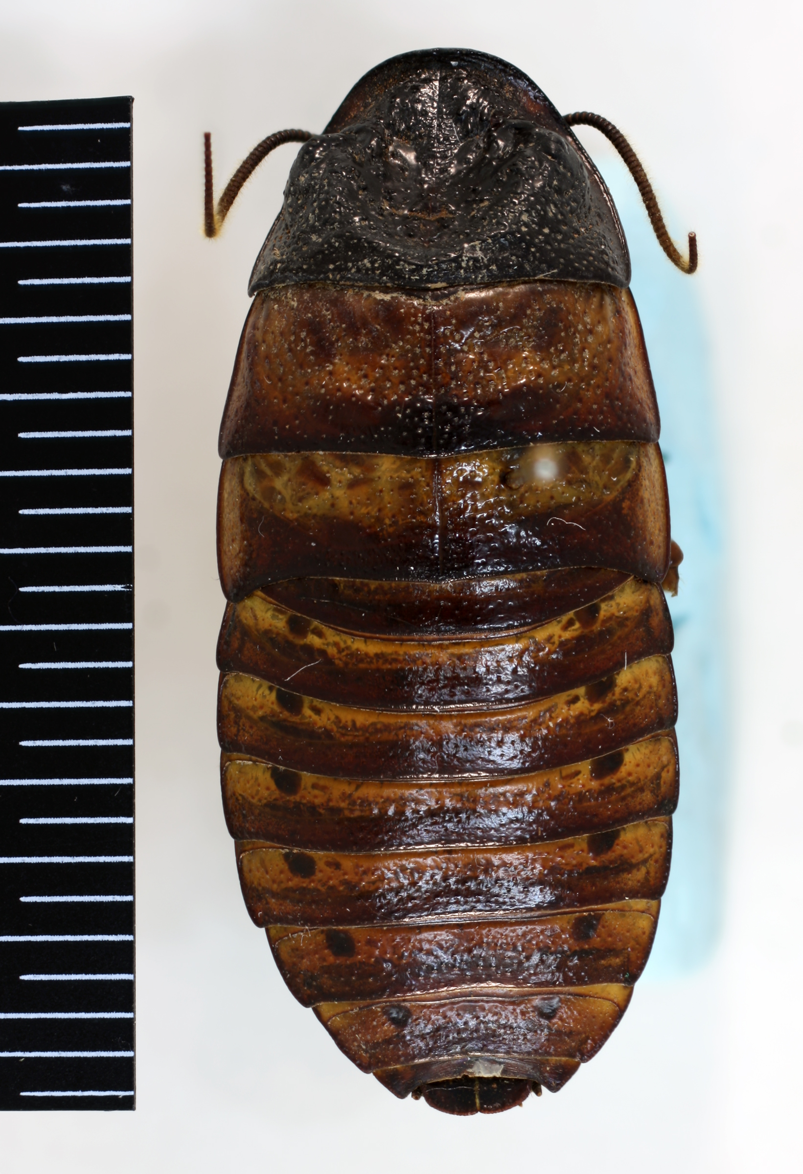 CollectionObject 1553297; NHMUK(SF IMPORT DUPLICATE) BMNH(E) #669720, aeaee162-1cf3-4518-8176-6f201299e798: Copyright Natural History Museum, London. Adult male, dorsal view. (CollectionObject).
