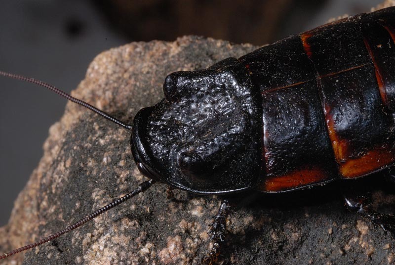 Elliptorhina laevigata (Saussure & Zehntner, 1895): Adult male from Belalanda, north of Tulear, Toliara Province. 2008. Copyright Olaf Pronk. (Otu).