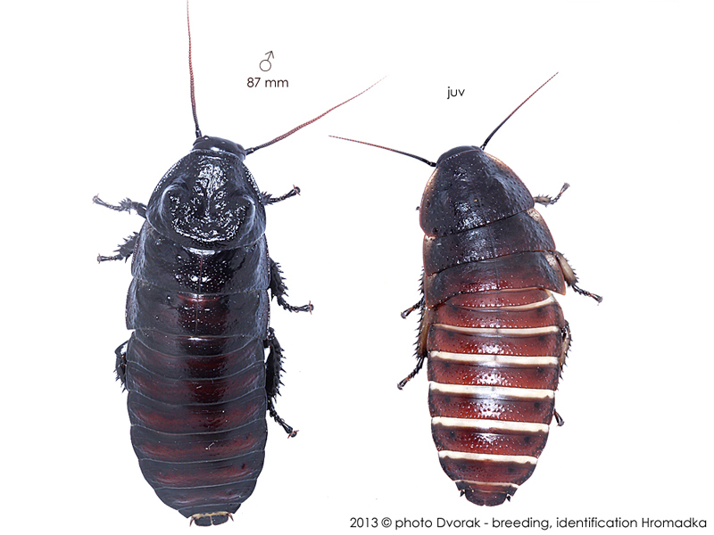 Gromphadorhina oblongonota van Herrewege, 1973: Copyright Josef Dvorák. Gromphadorhina oblongonota. (Otu).