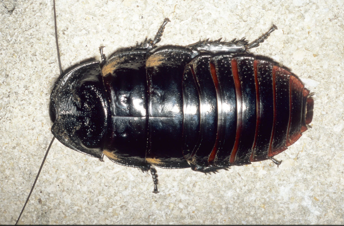 Leozehntnera maxima (van Herrewege, 1973): Copyright G. W. Beccaloni. Adult male found in spiny forest on limestone outcrop, Tsimanampetsotsa National Park (-24.11, 43.84), Toliara Province, Madagascar. November 2004. (Otu).