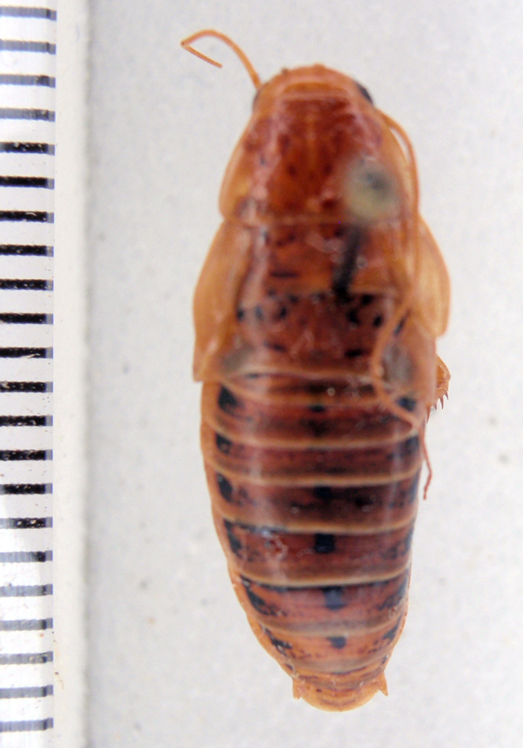 Griffiniella kohlsi (Rehn, 1965): Photo by Heidi Hopkins. dorsal habitus. (Otu).