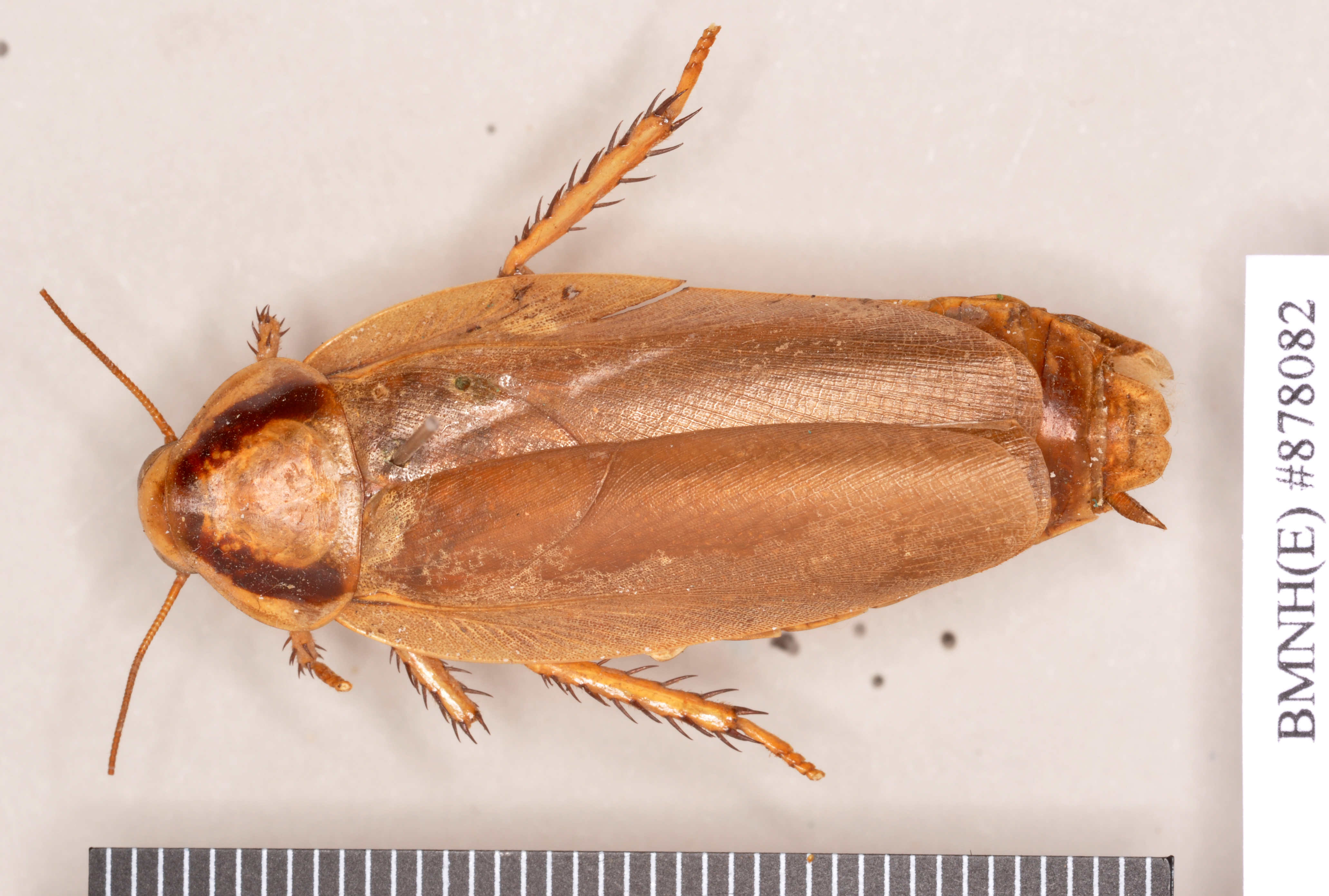 Henschoutedenia flexivitta (Walker, 1868): Lectotype, female, dorsal. BMNH(E)#878082. (Otu).