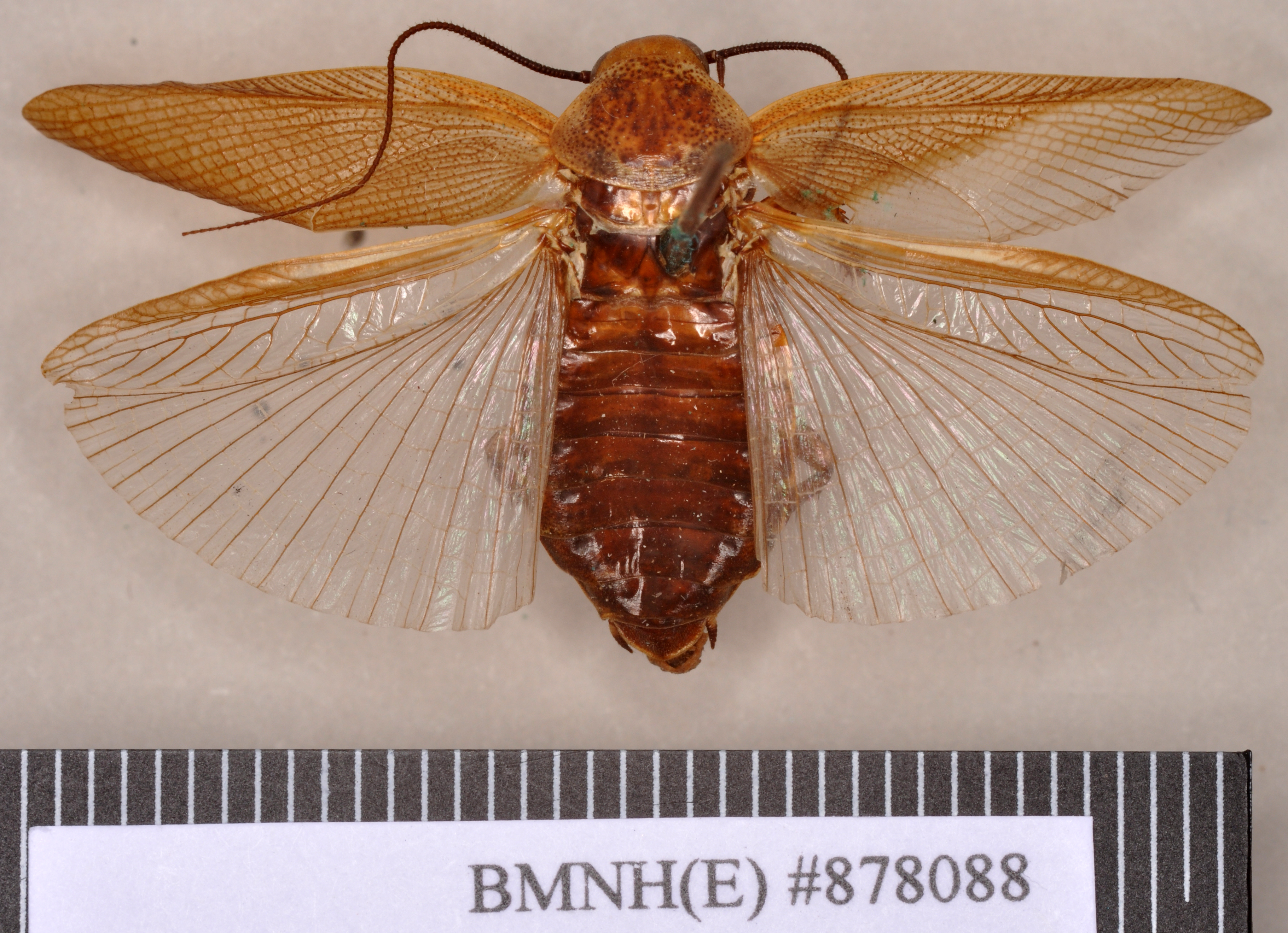 Oxyhaloa buprestoides (Saussure, 1862): Holotype, female, dorsal. BMNH(E)#878088. (Otu).