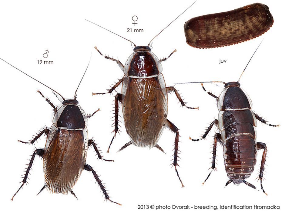 Anallacta methanoides Shelford, 1908: Copyright Josef Dvorák. Anallacta methanoides. (Otu).