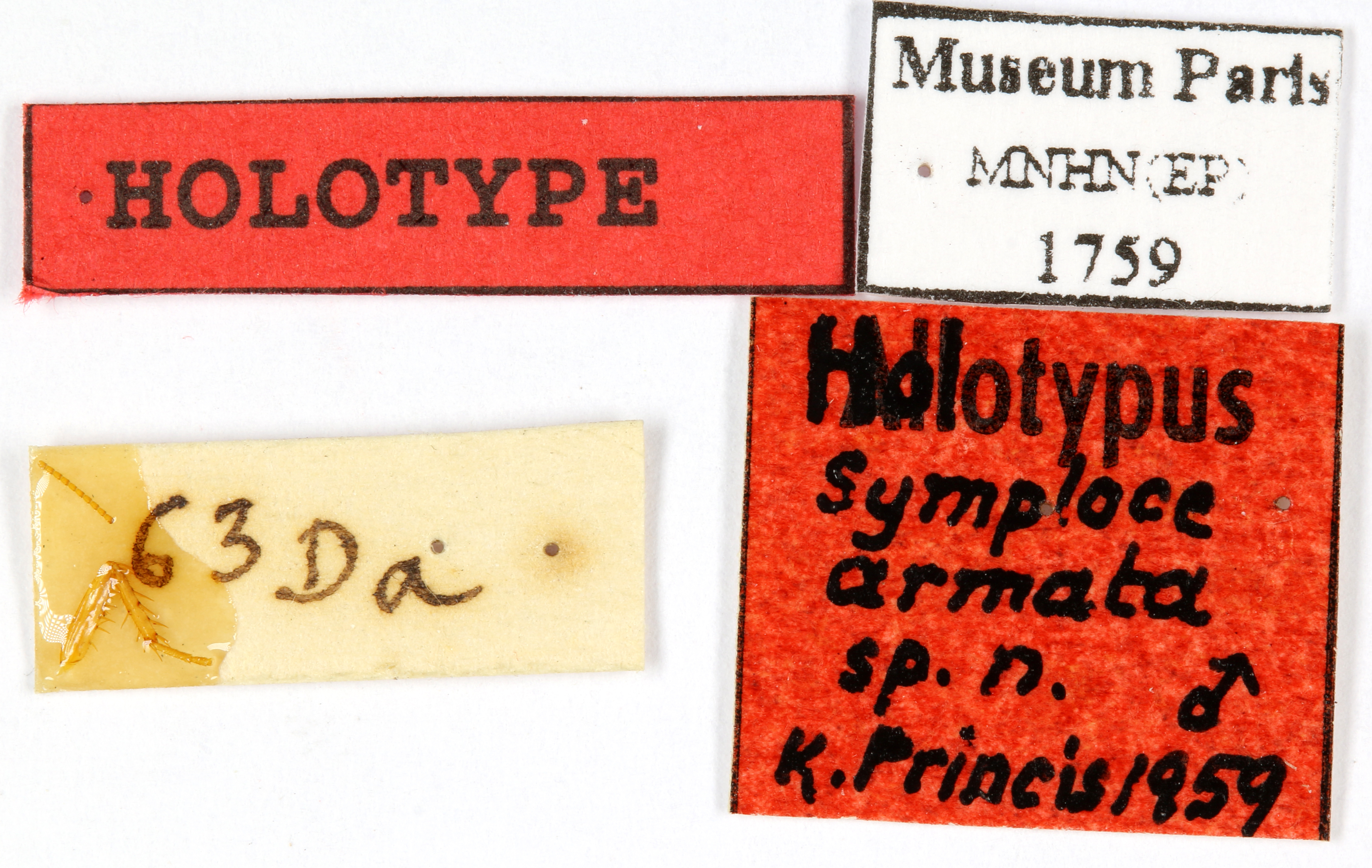 CollectionObject 1587761; MNHN(SF IMPORT DUPLICATE) MNHN-EP-EP1759, a488dff8-e2cd-4965-8220-8855e24b2f37: CC BY-NC-ND 4.0/MNHN - Depraetere Marion - 2014. Holotype, male, of armata Princis, 1963. Specimen number: MNHN-EP-EP1759. http://coldb.mnhn.fr/catalognumber/mnhn/ep/ep1759. (CollectionObject).