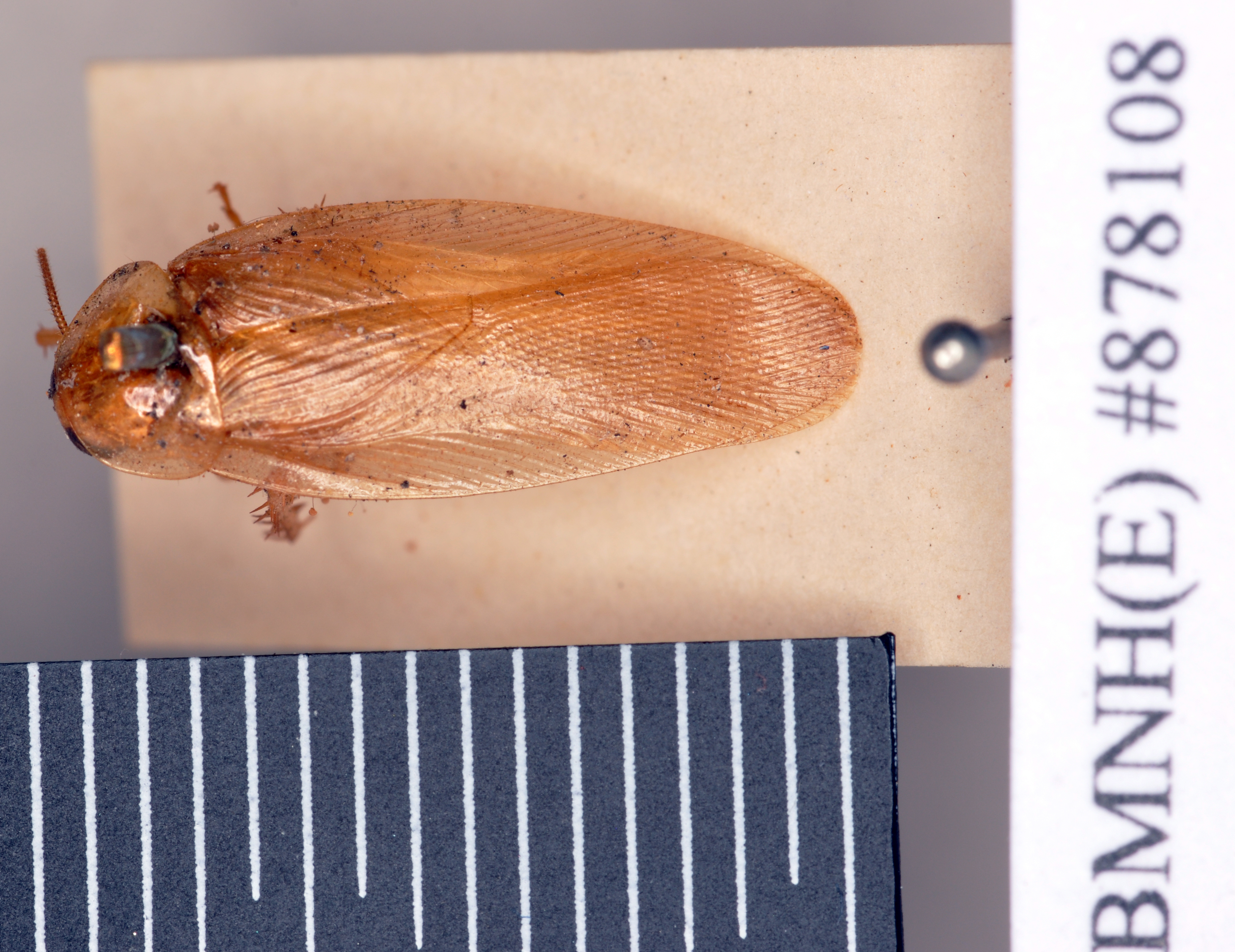 Blattella biligata (Walker, 1868): Lectotype, male, dorsal. BMNH(E)#878108. (Otu).