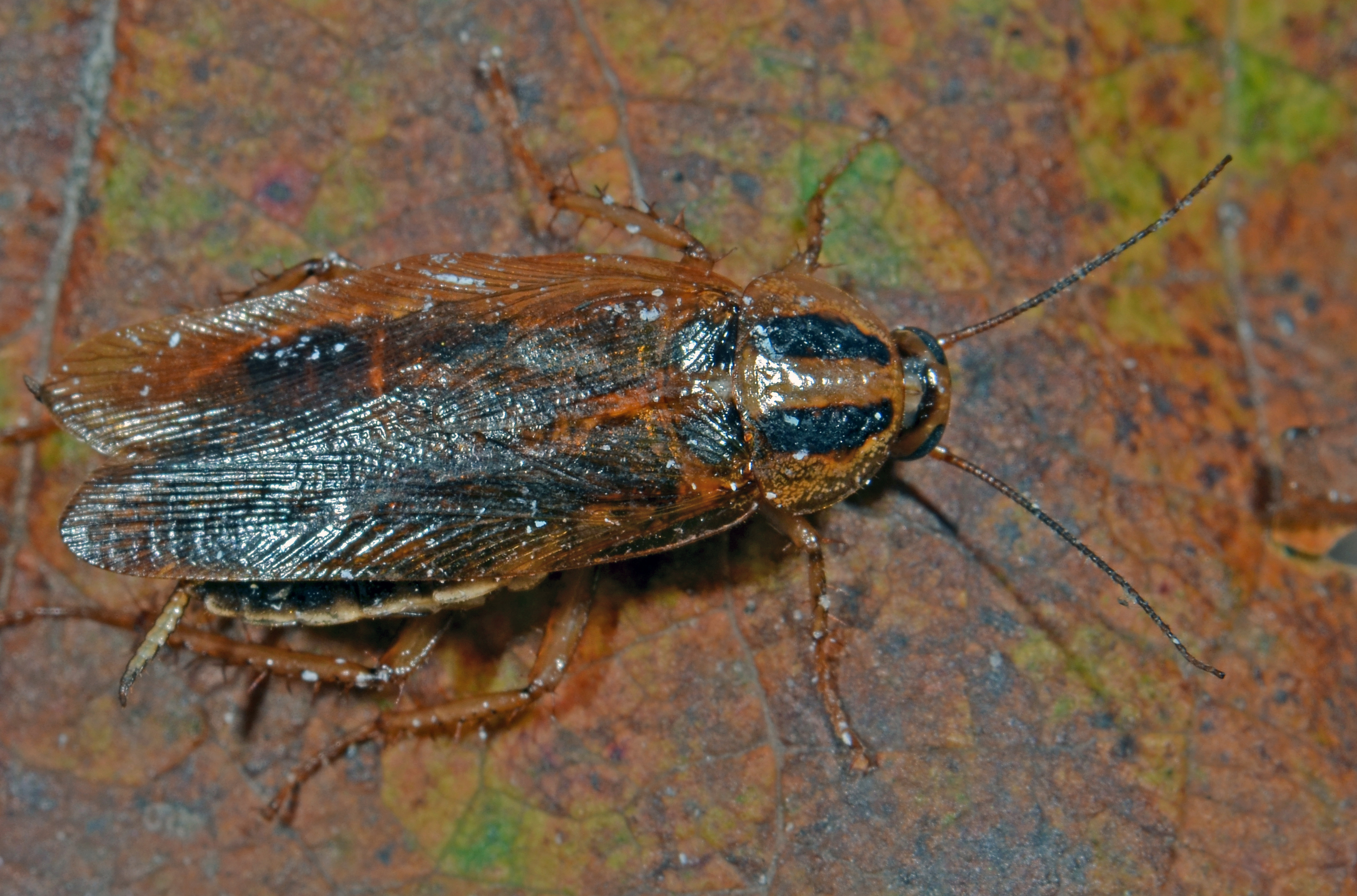 Blattella germanica (Linnaeus, 1767): Copyright Paul Brock. German Cockroach, Blattella germanica, female. Captive stock. (Otu).