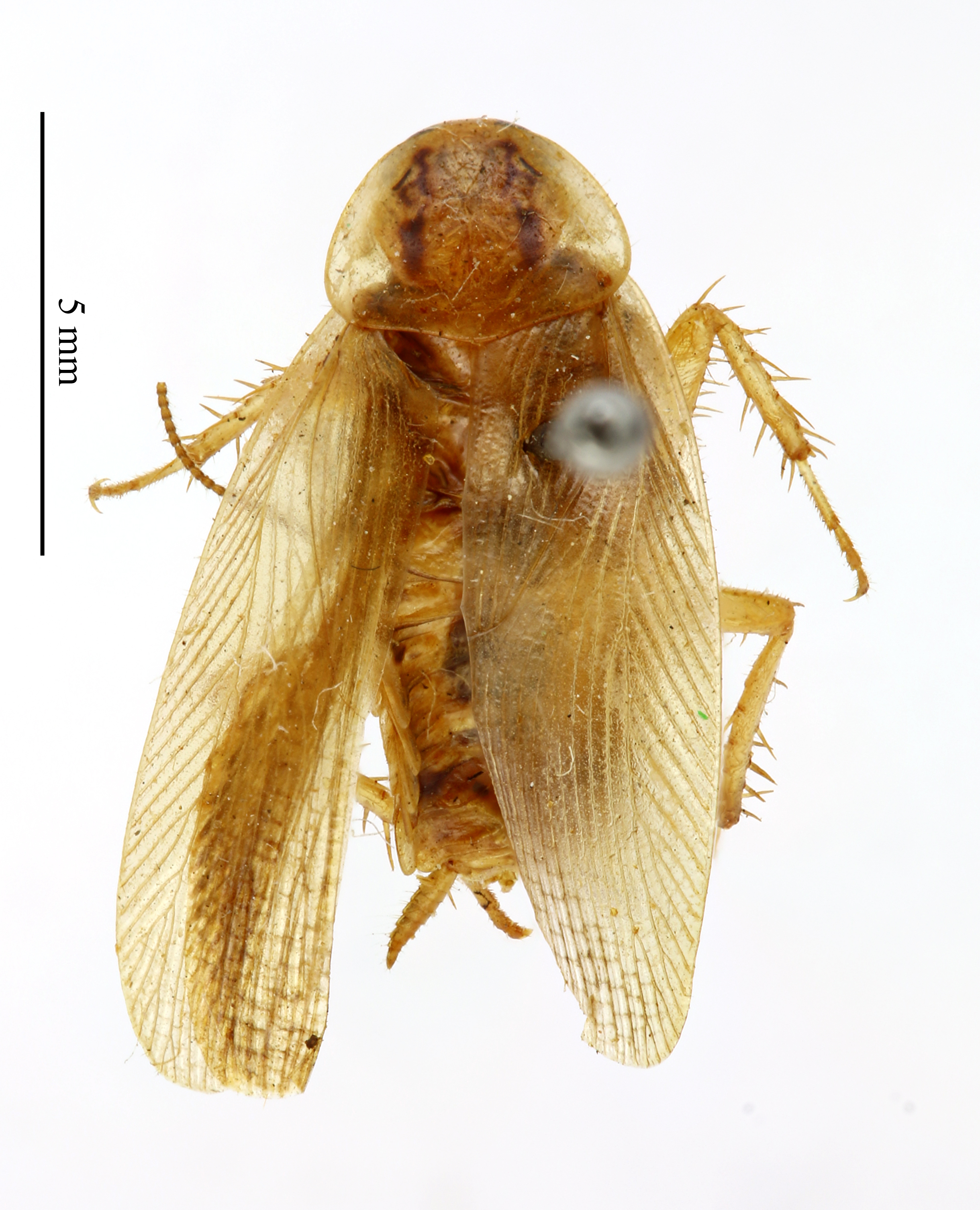 Blattella lobiventris (Saussure, 1895): CC BY-NC-ND 4.0/MNHN - Depraetere Marion - 2014. Type, male, of stylifera Chopard, 1938. Specimen number: MNHN-EP-EP1826. http://coldb.mnhn.fr/catalognumber/mnhn/ep/ep1826. (Otu).