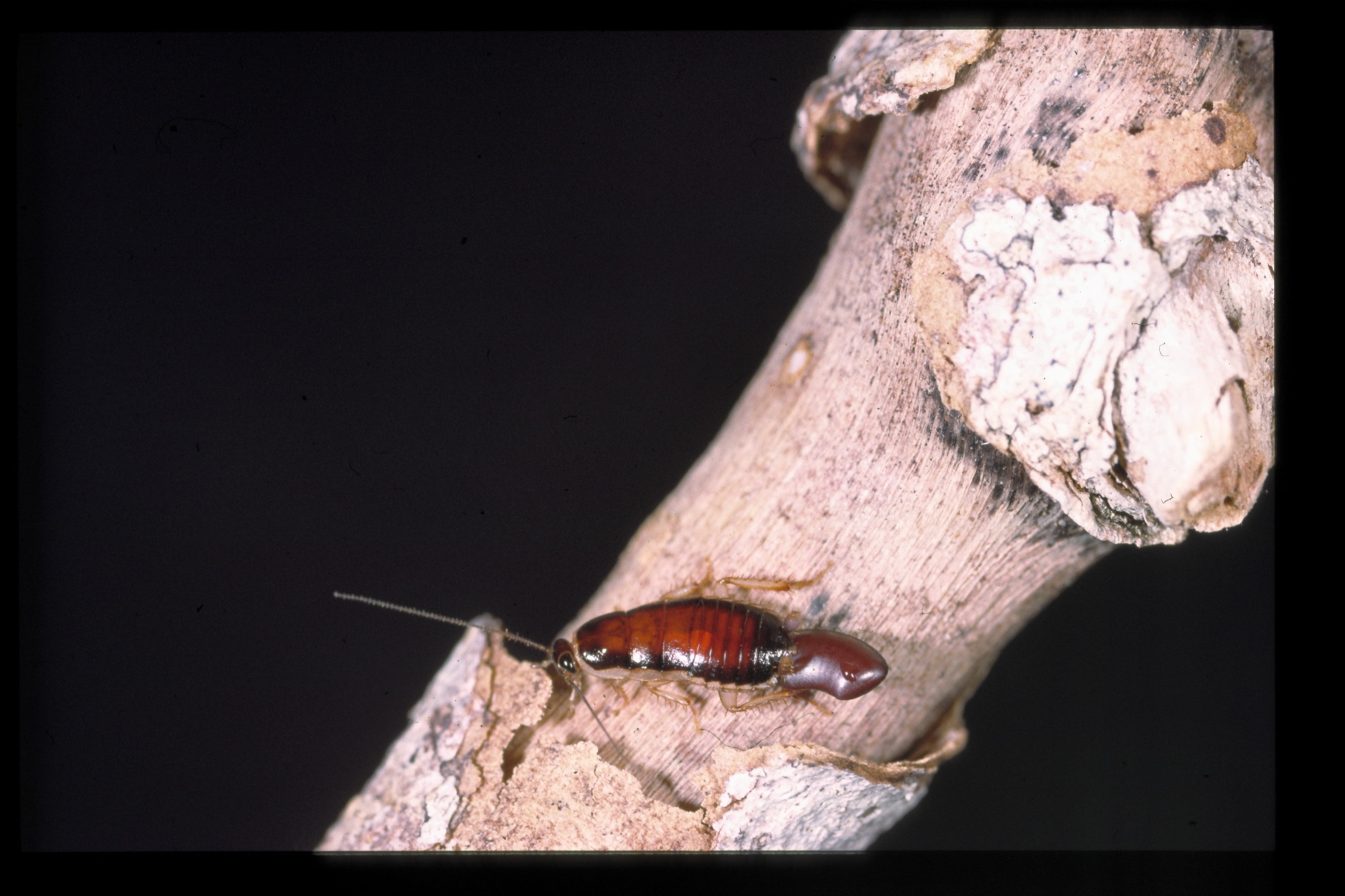 Hensaussurea Princis, 1954: Copyright David Rentz. Hensaussurea sp. Canberra, Australia. (Otu).