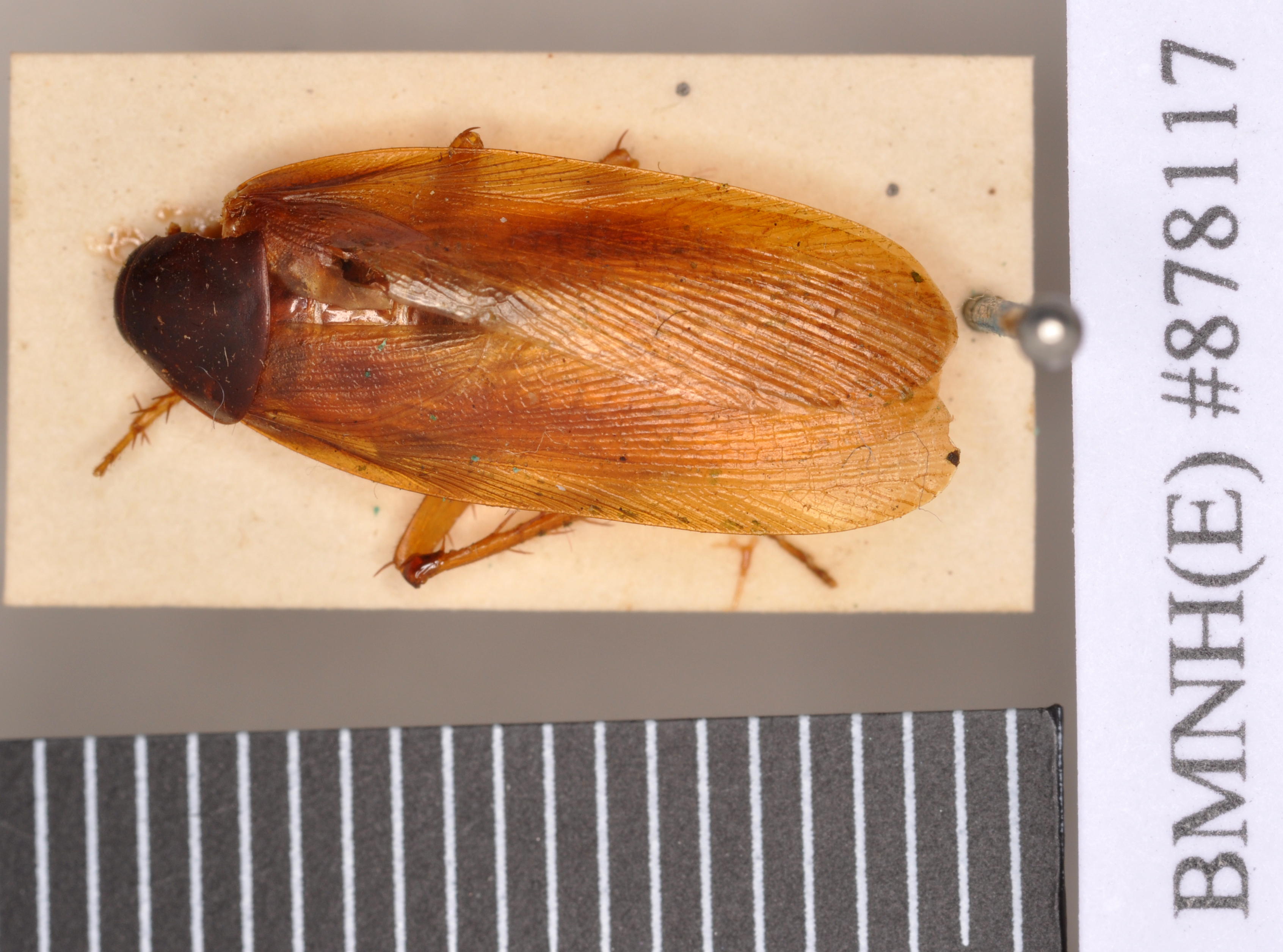 Ischnoptera deropeltiformis (Brunner von Wattenwyl, 1865): Holotype, male, dorsal. BMNH(E)#878117. (Otu).