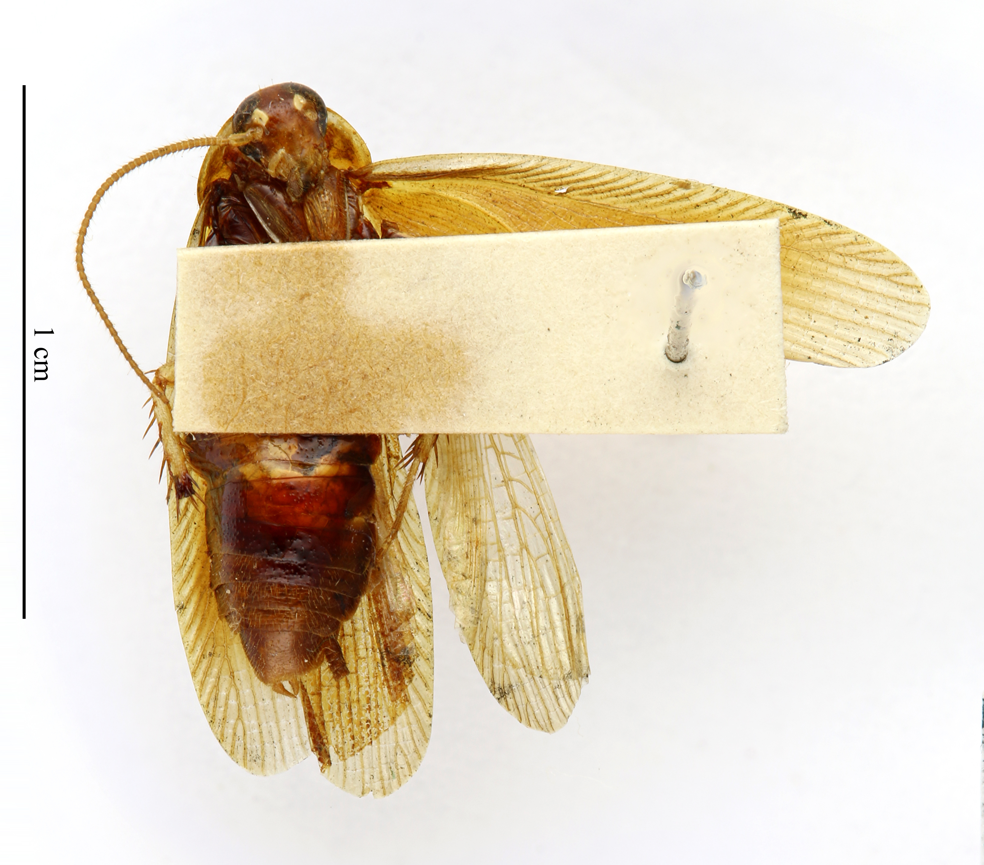 CollectionObject 1587873; MNHN(SF IMPORT DUPLICATE) MNHN-EP-EP1738, 16f25dd7-9de0-4af0-a552-3148d0a4fa0c: CC BY-NC-ND 4.0/MNHN - Depraetere Marion - 2014. Holotype, male, of icano Hebard, 1921. Specimen number: MNHN-EP-EP1738. http://coldb.mnhn.fr/catalognumber/mnhn/ep/ep1738. (CollectionObject).