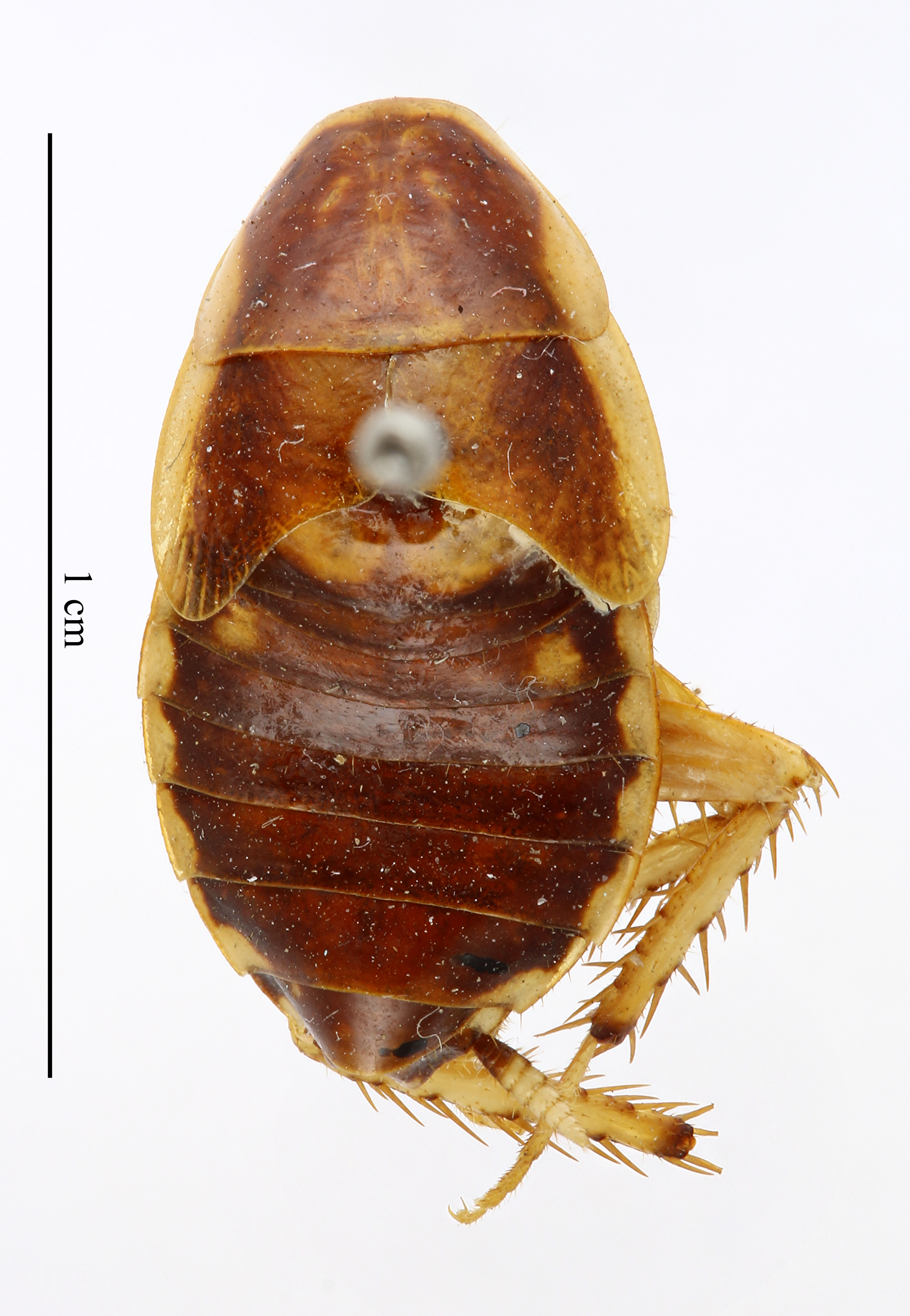 Lobopterella dimidiatipes (Bolívar, 1890): CC BY-NC-ND 4.0/MNHN - Depraetere Marion - 2014. Type, female, of obliquetruncata Chopard, 1924. Specimen number: MNHN-EP-EP1547. http://coldb.mnhn.fr/catalognumber/mnhn/ep/ep1547. (Otu).