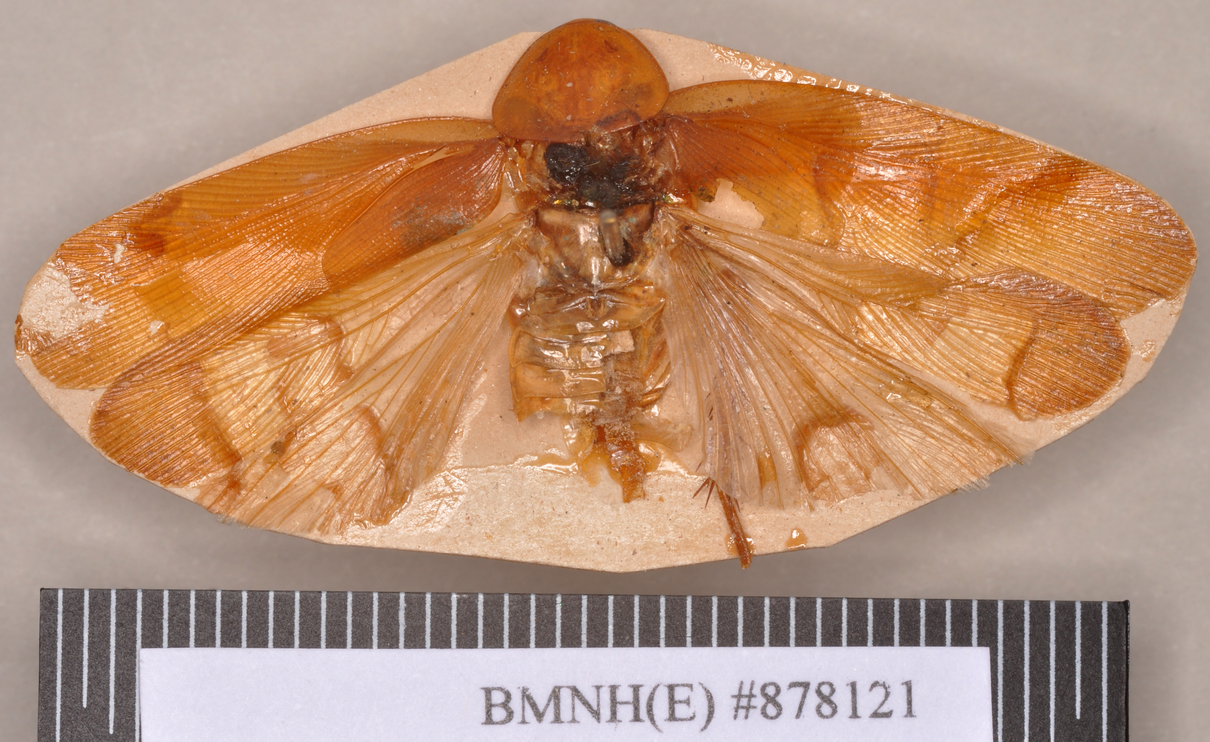 Neotemnopteryx fulva (Saussure, 1863): Holotype, male, dorsal. BMNH(E)#878121. (Otu).