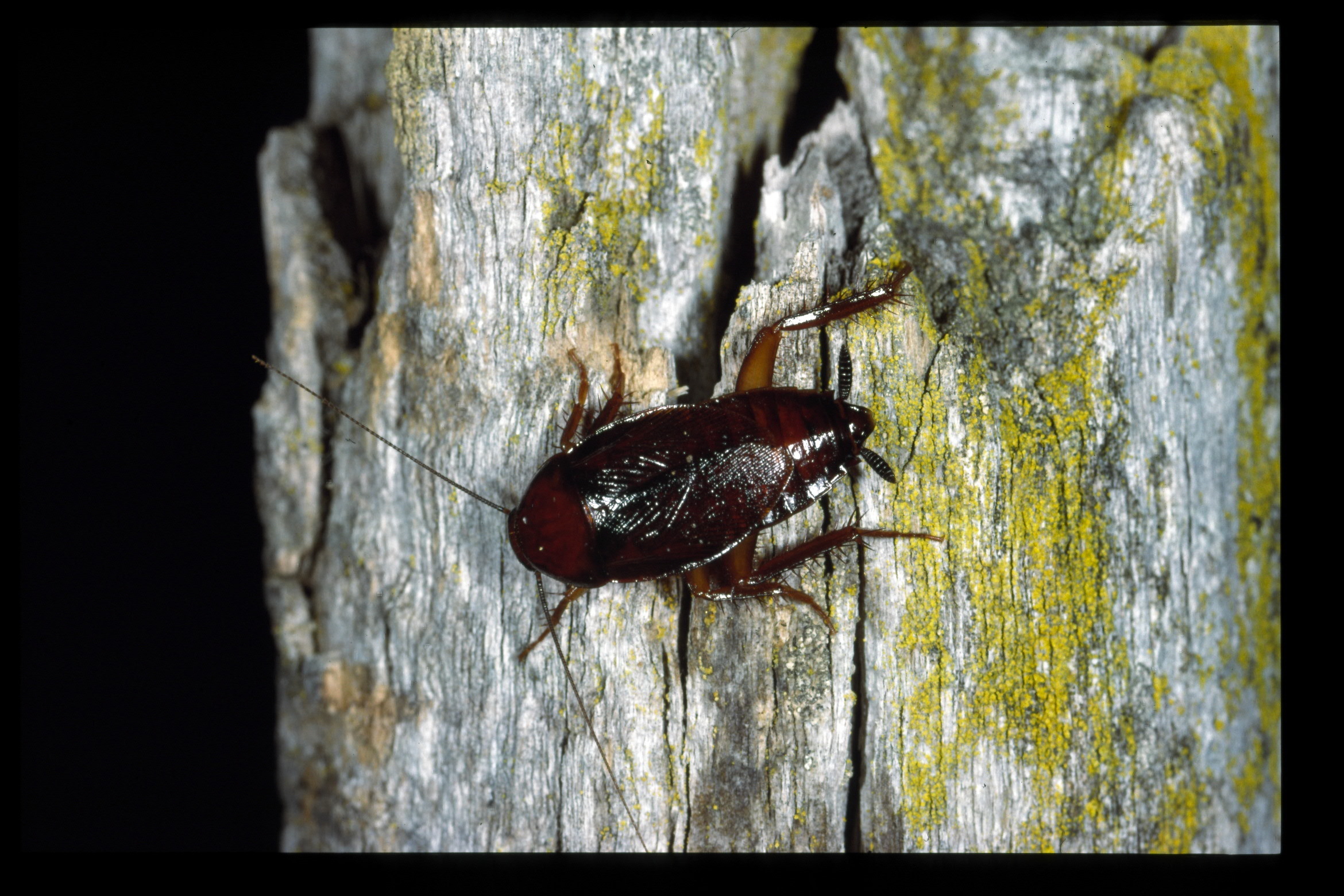 Paratemnopteryx Saussure, 1869: Copyright David Rentz. Paratemnopteryx sp. Sutton, ACT, Australia. (Otu).
